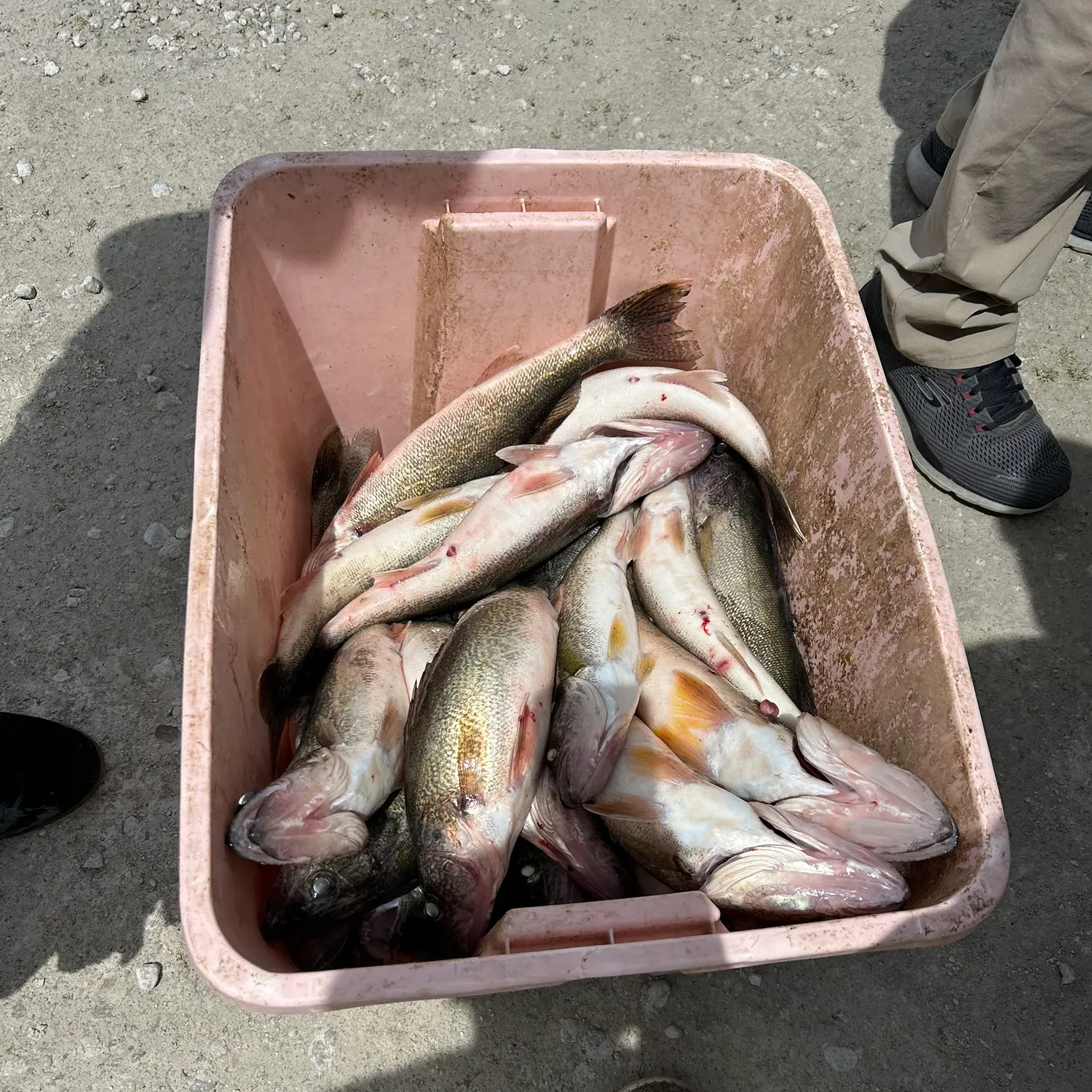 Fish caught on Fishbrain