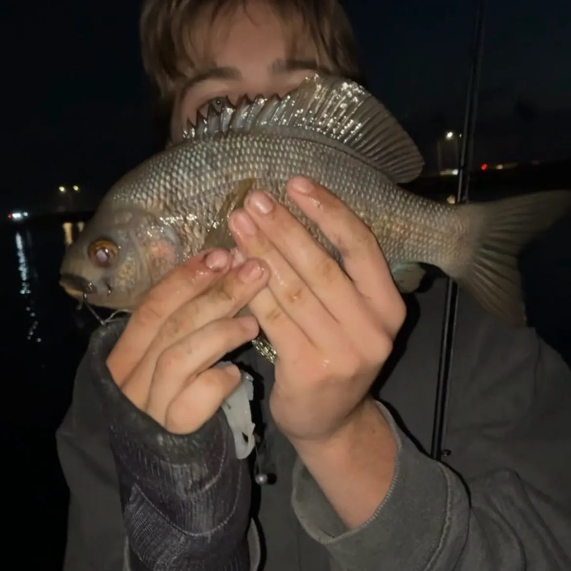 The most recent Sargo catches on Fishbrain