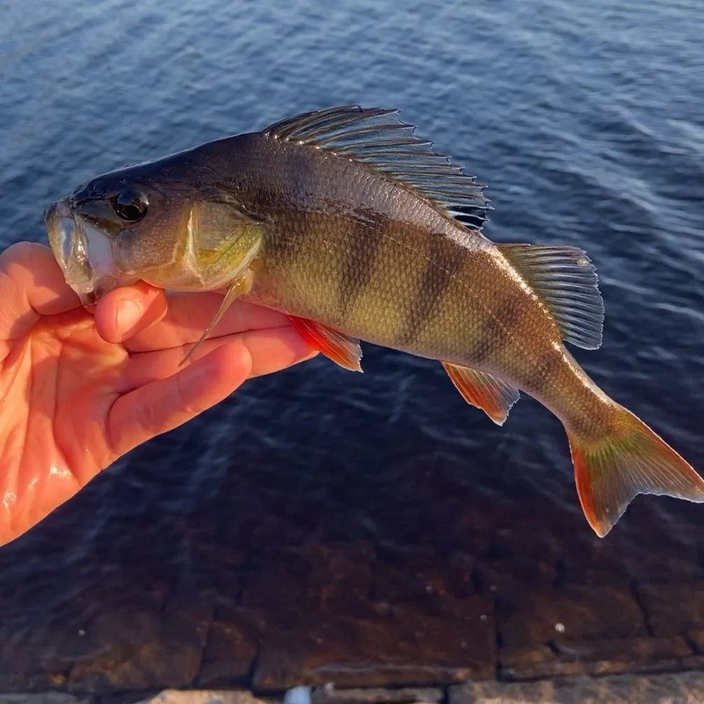 European perch caught on Fishbrain