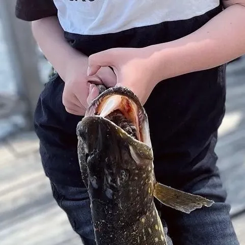 Northern pike caught on Fishbrain