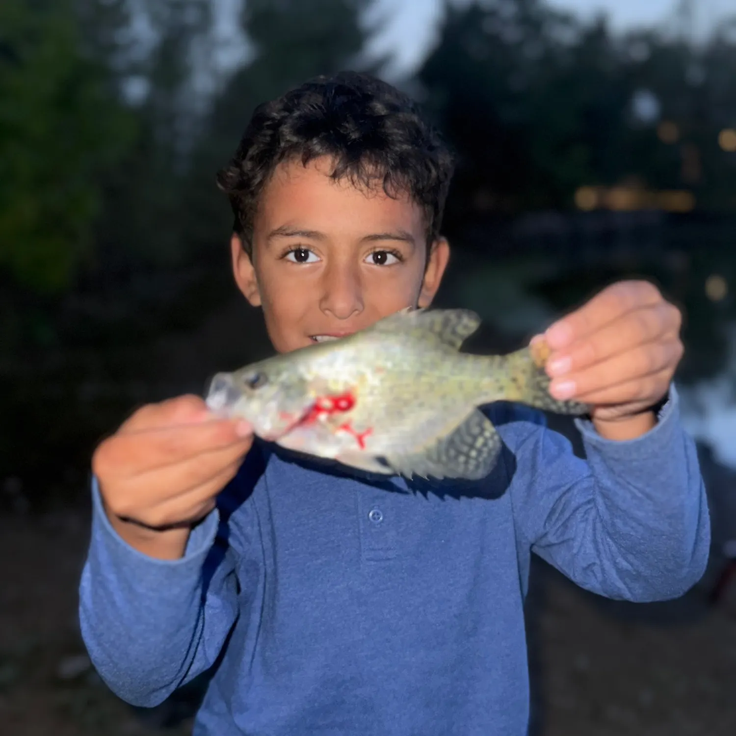Black crappie caught on Fishbrain