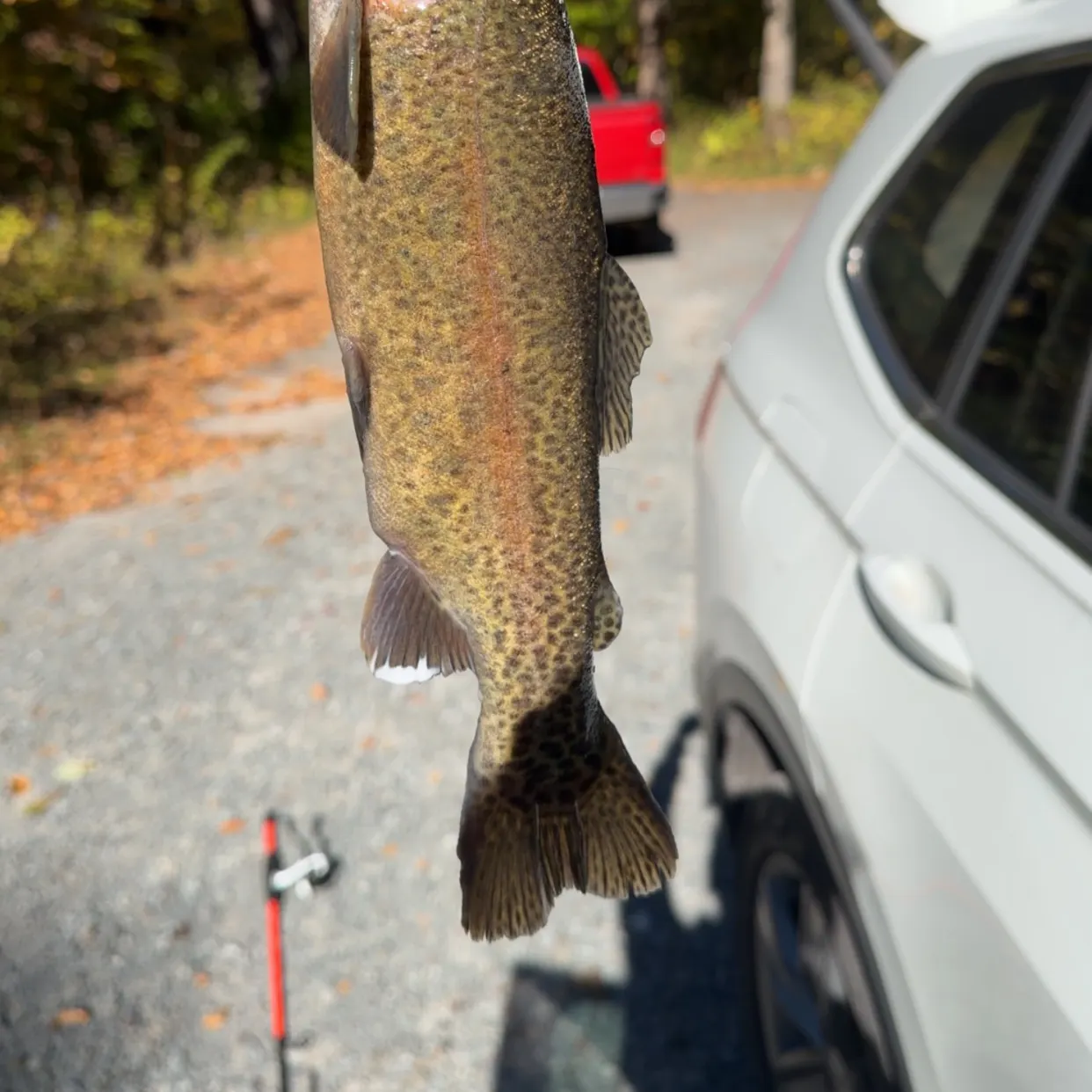 Rainbow trout caught on Fishbrain