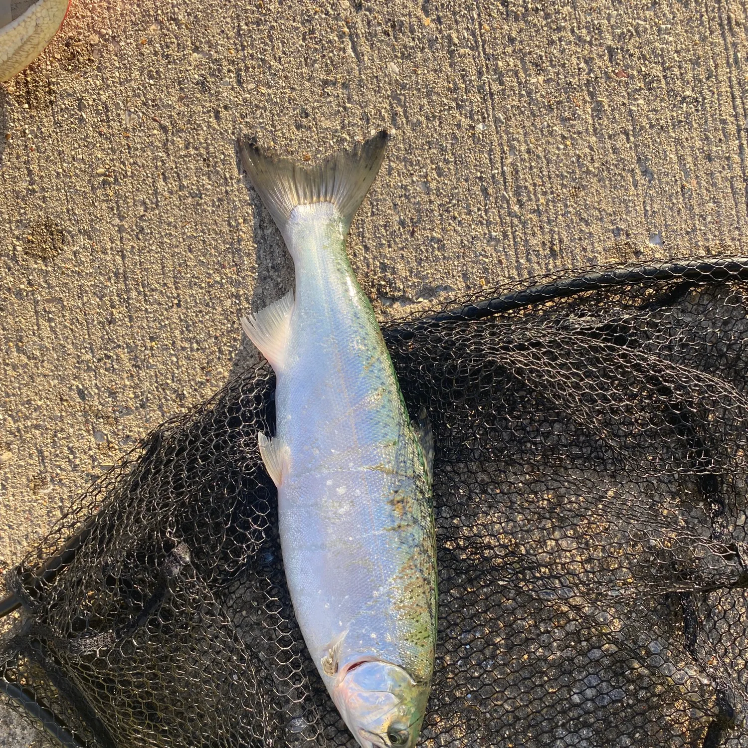 Coho salmon caught on Fishbrain