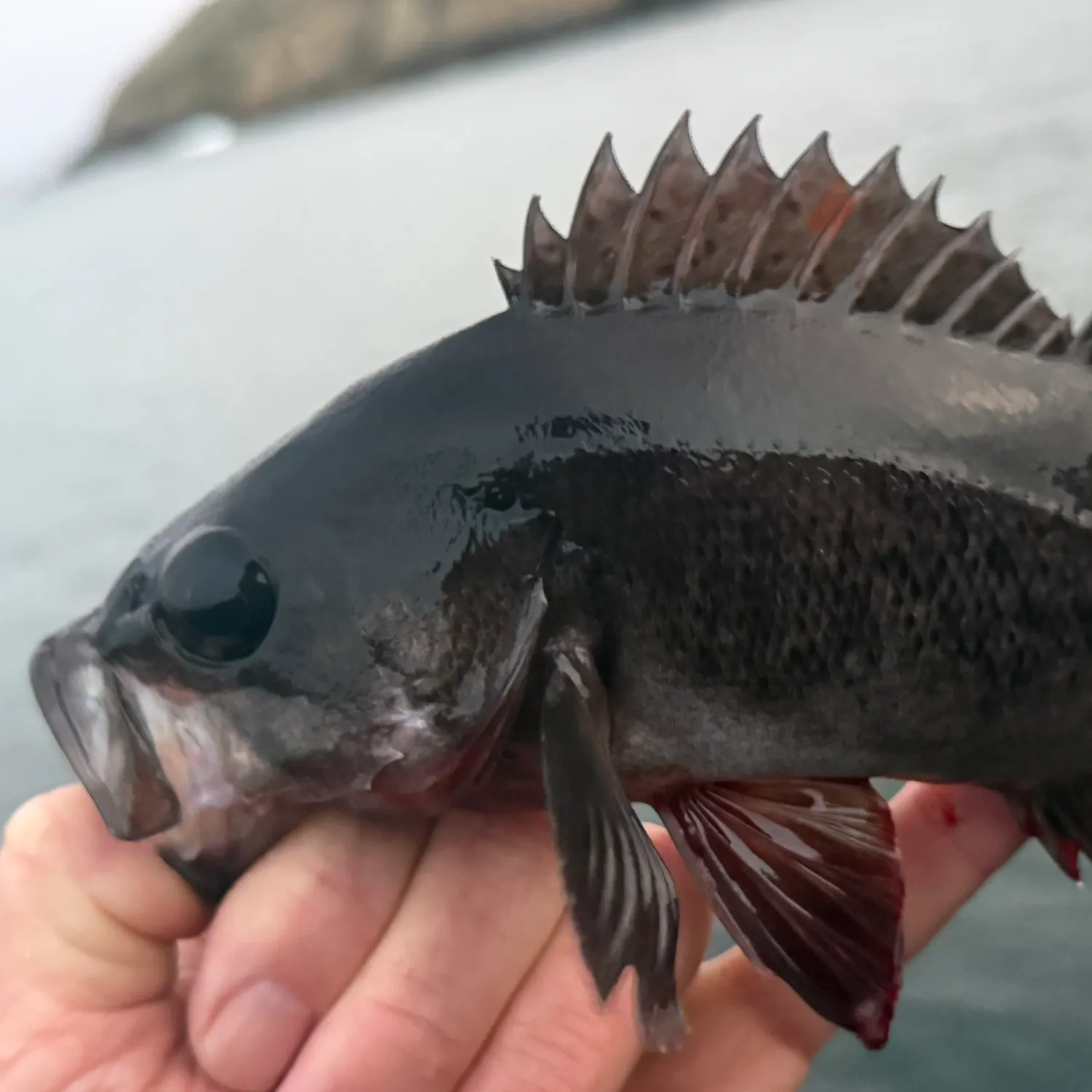 Black rockfish caught on Fishbrain
