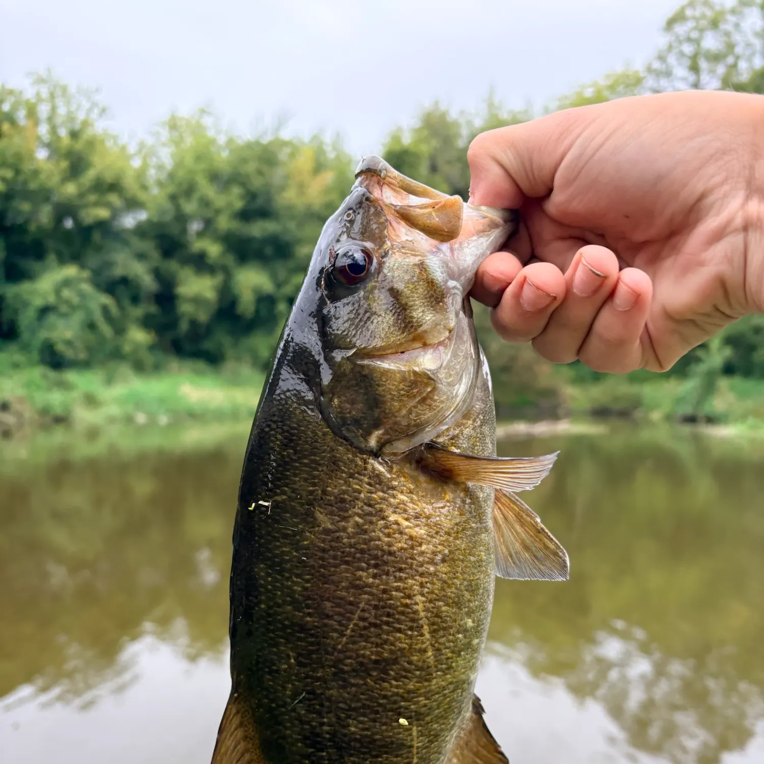 Smallmouth bass caught on Fishbrain