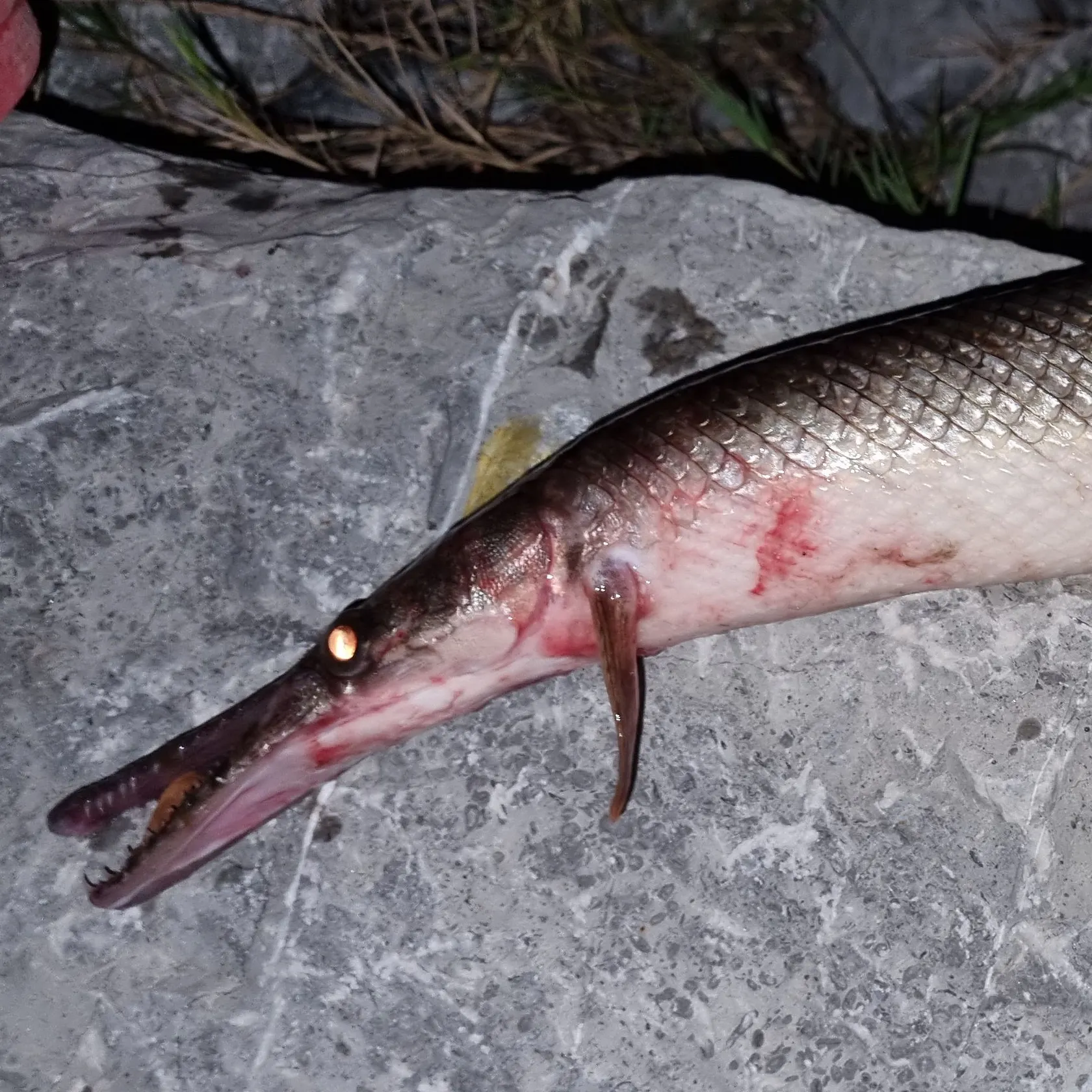 The most recent Florida gar catches on Fishbrain