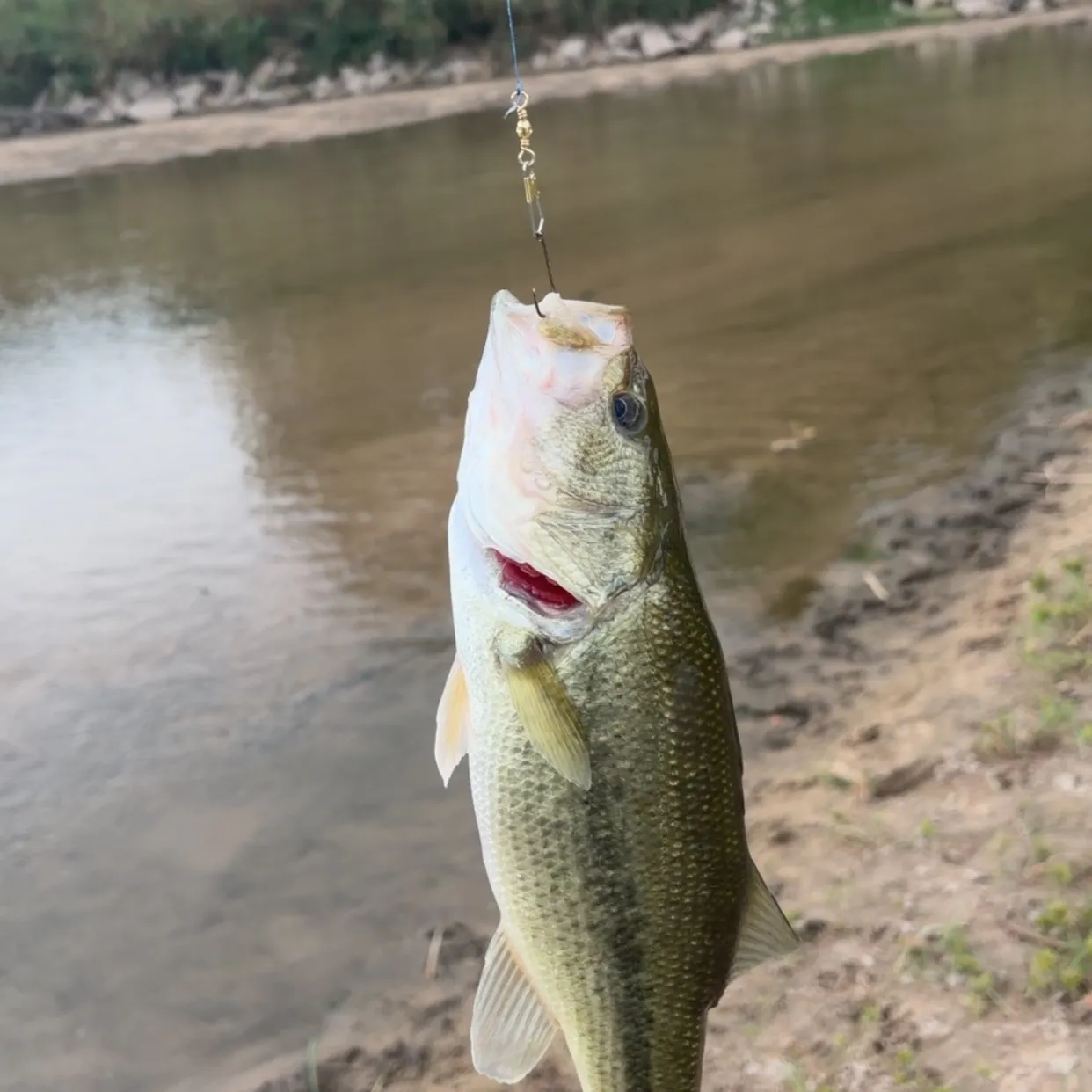 Largemouth bass caught on Fishbrain