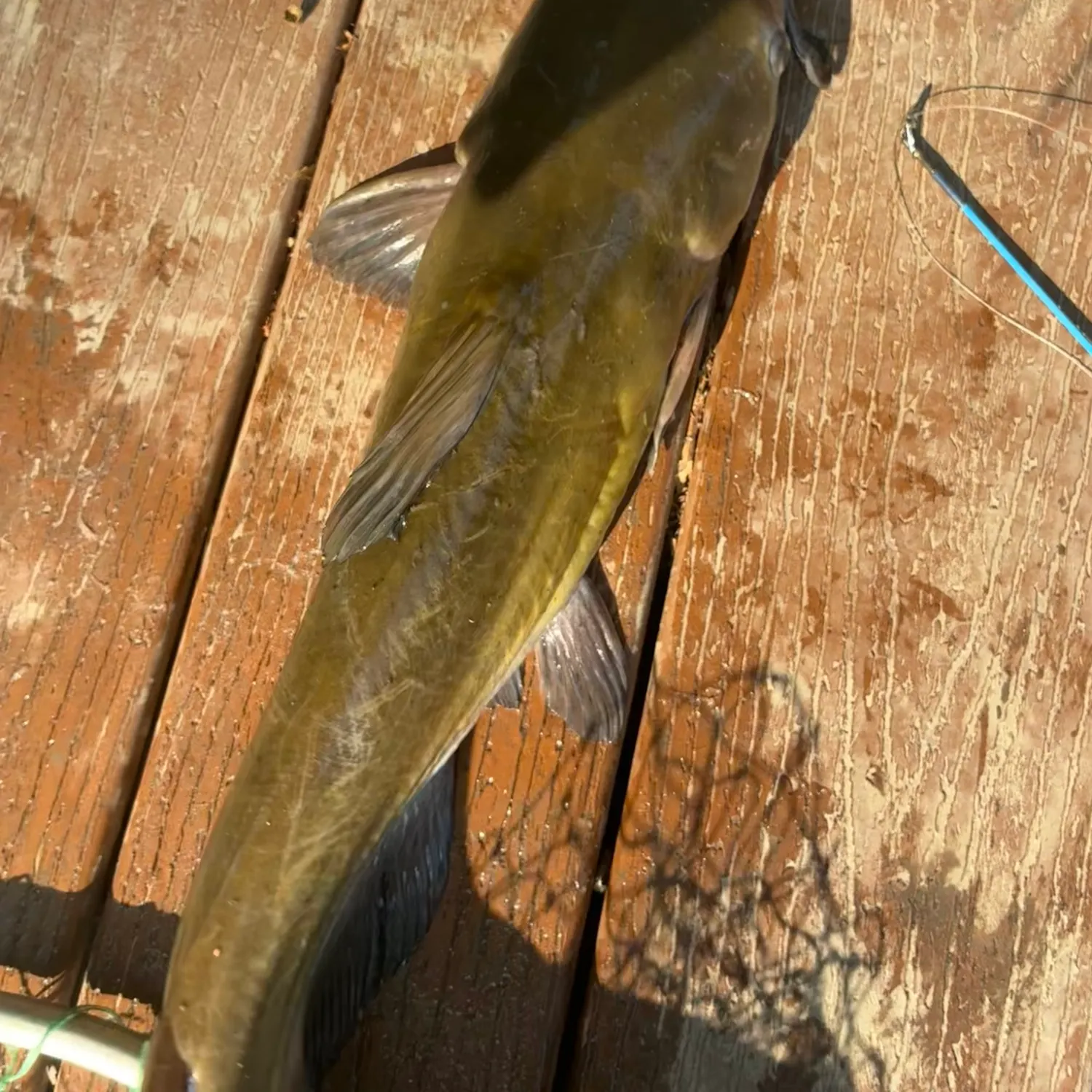 Channel catfish caught on Fishbrain