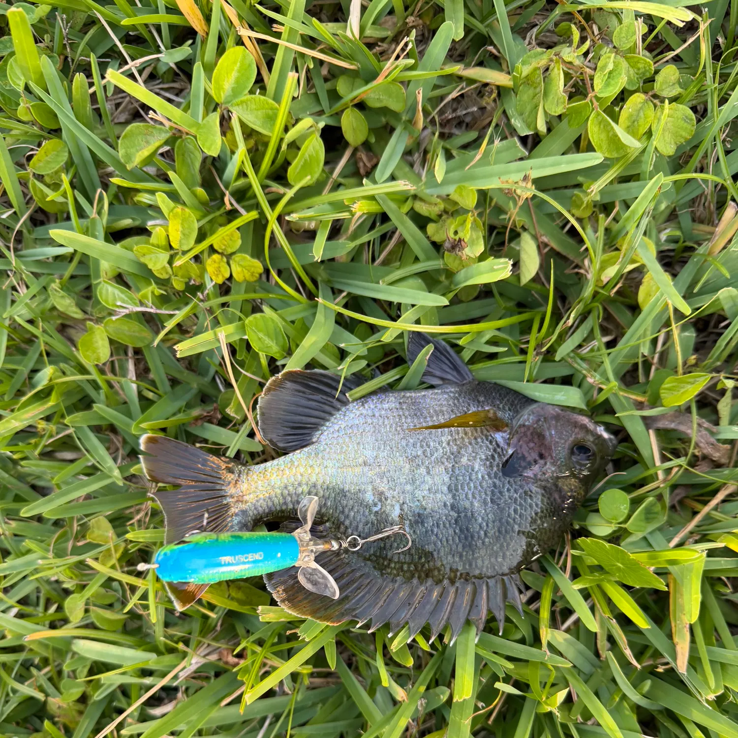 The most recent Coppernose bluegill catches on Fishbrain