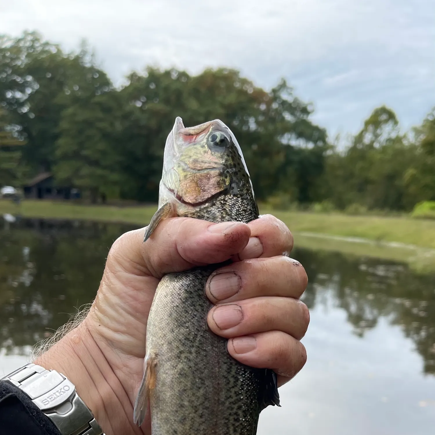 Rainbow trout caught on Fishbrain