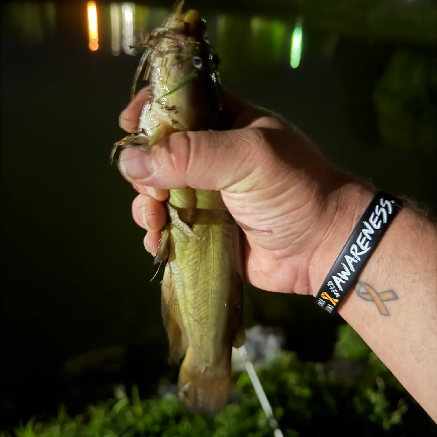 Yellow bullhead caught on Fishbrain