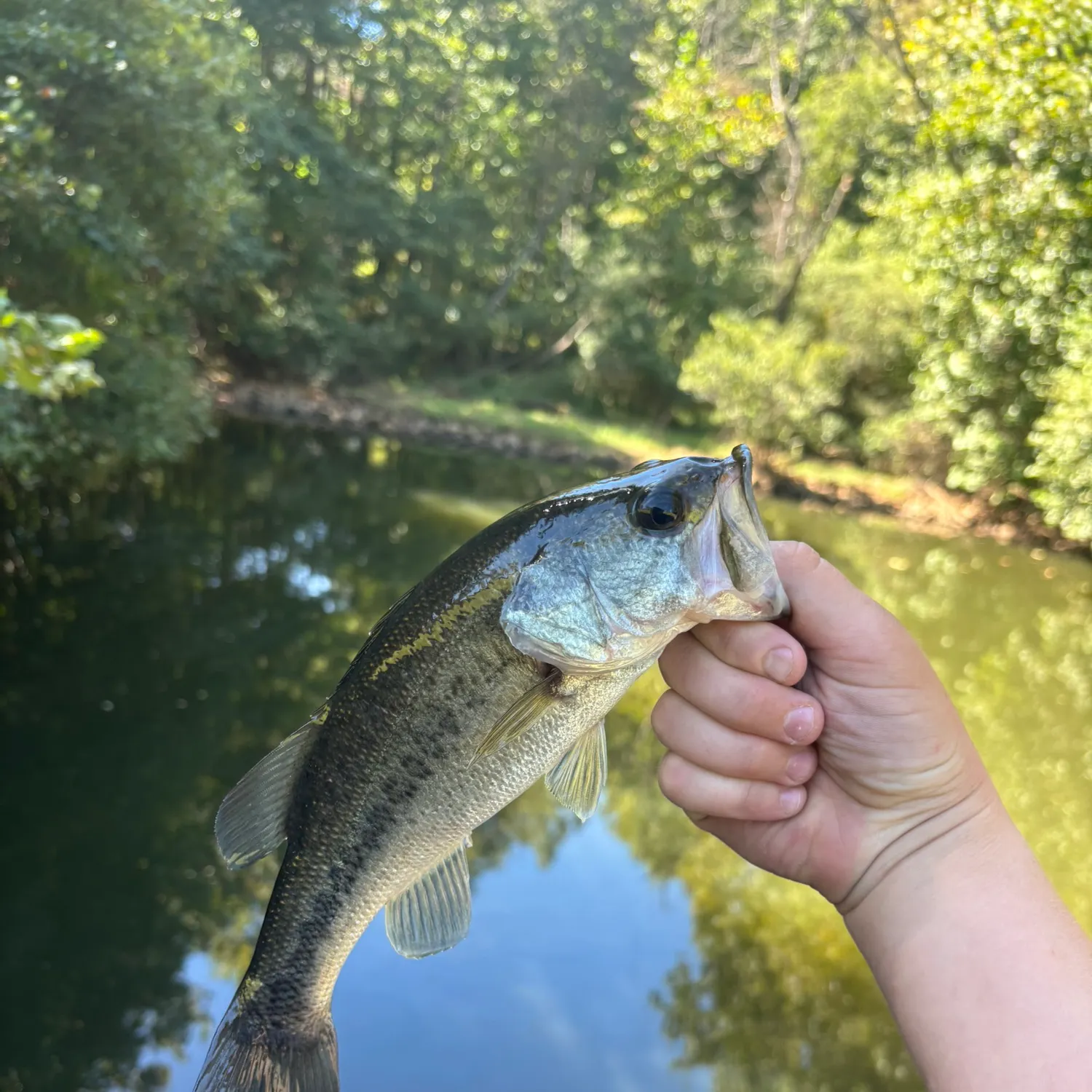 Spotted bass caught on Fishbrain