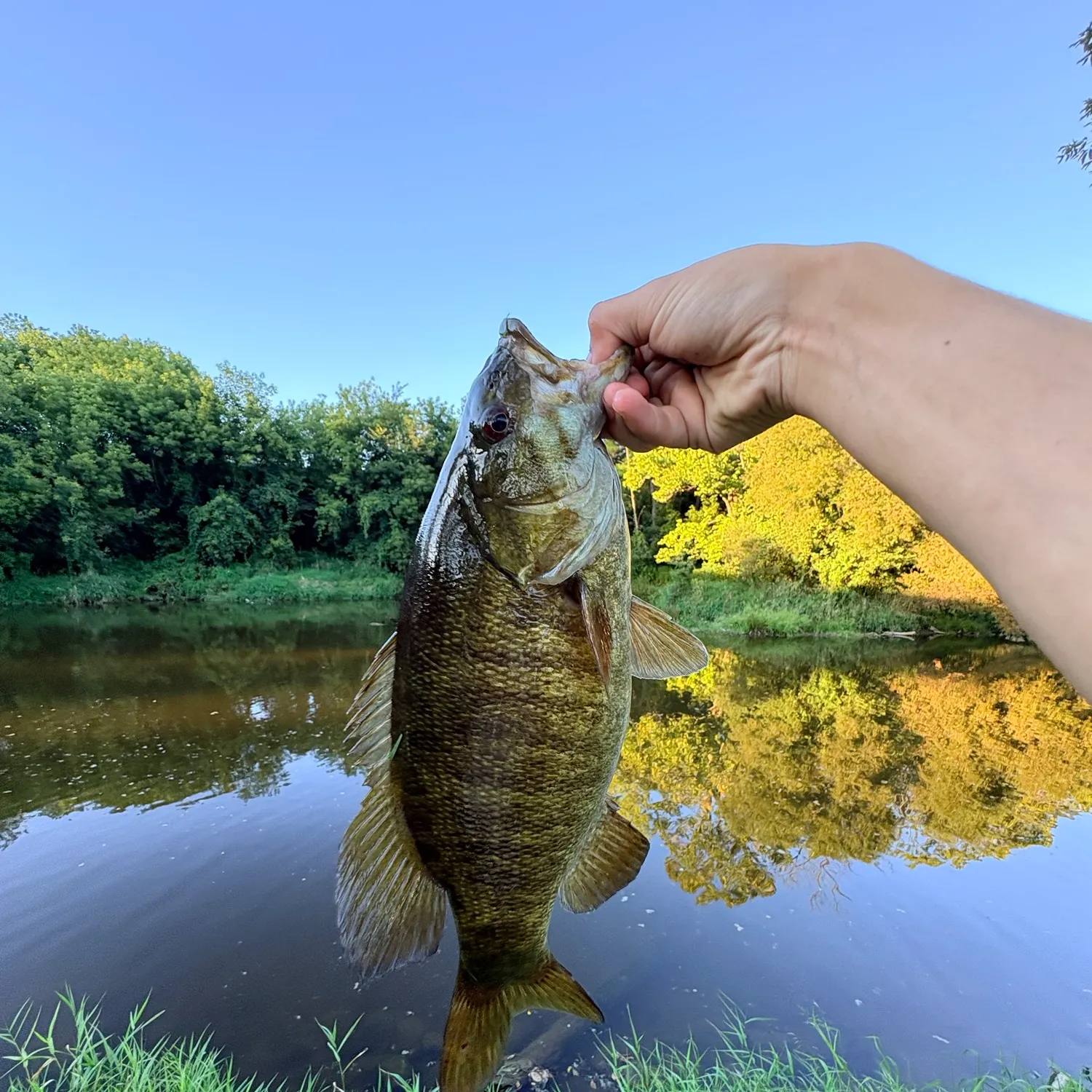 Smallmouth bass caught on Fishbrain