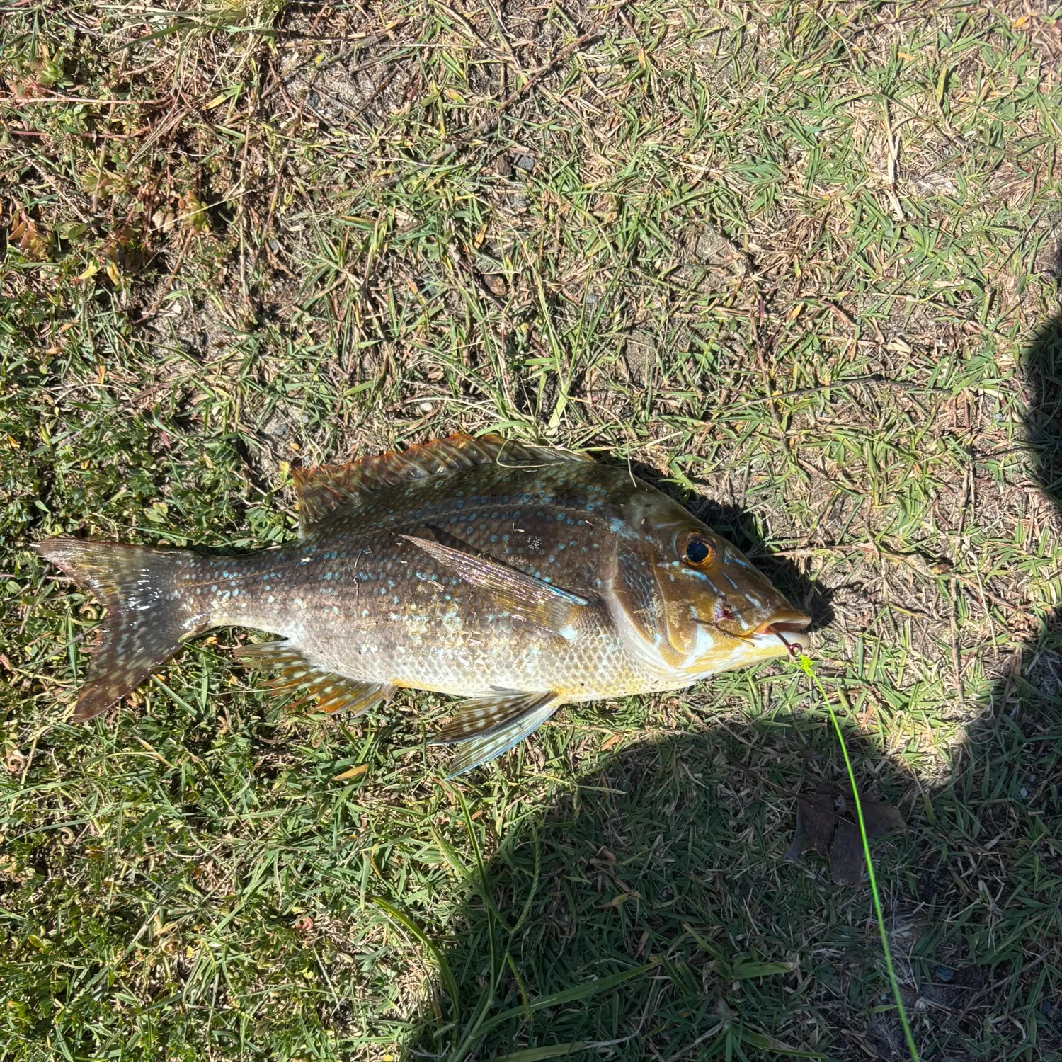 The most recent Grass emperor catches on Fishbrain