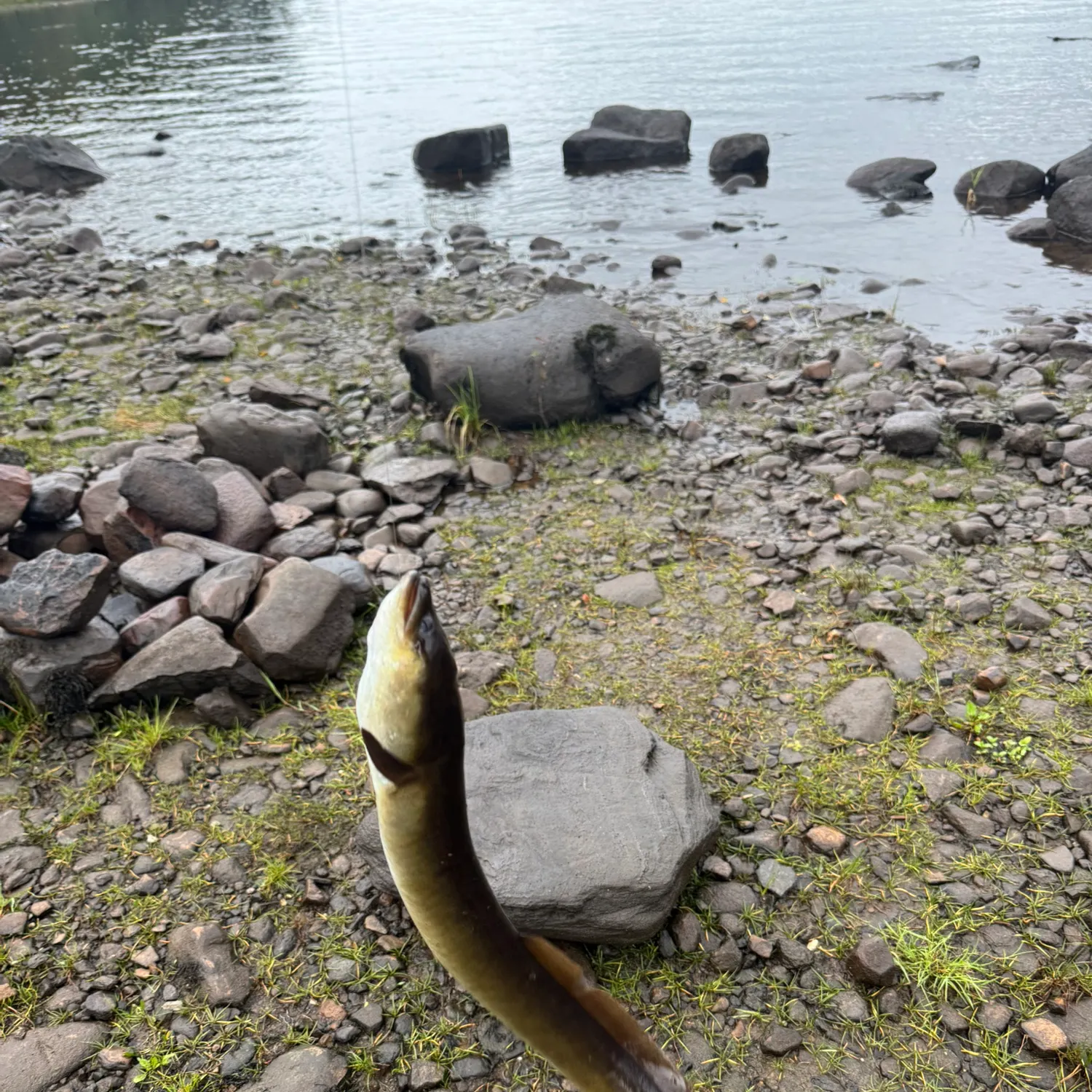 European eel caught on Fishbrain
