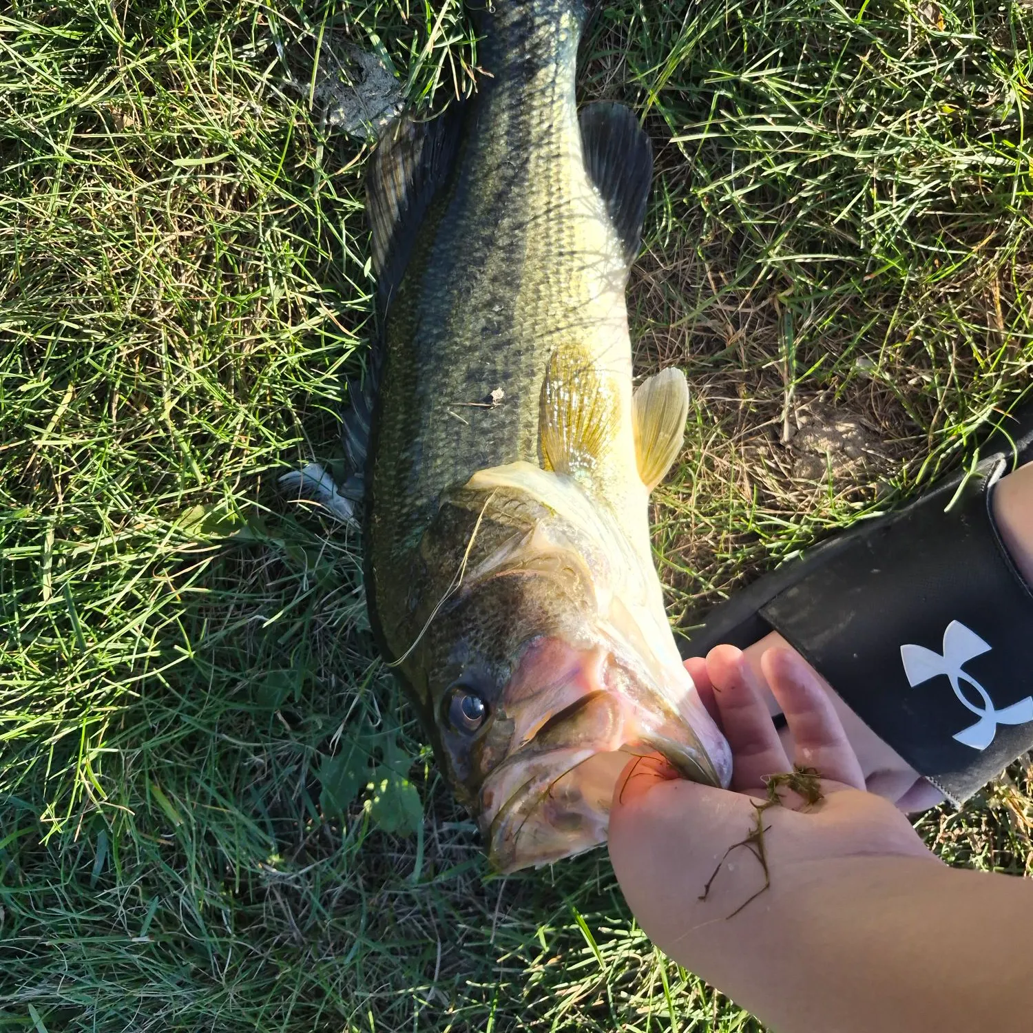 Largemouth bass caught on Fishbrain