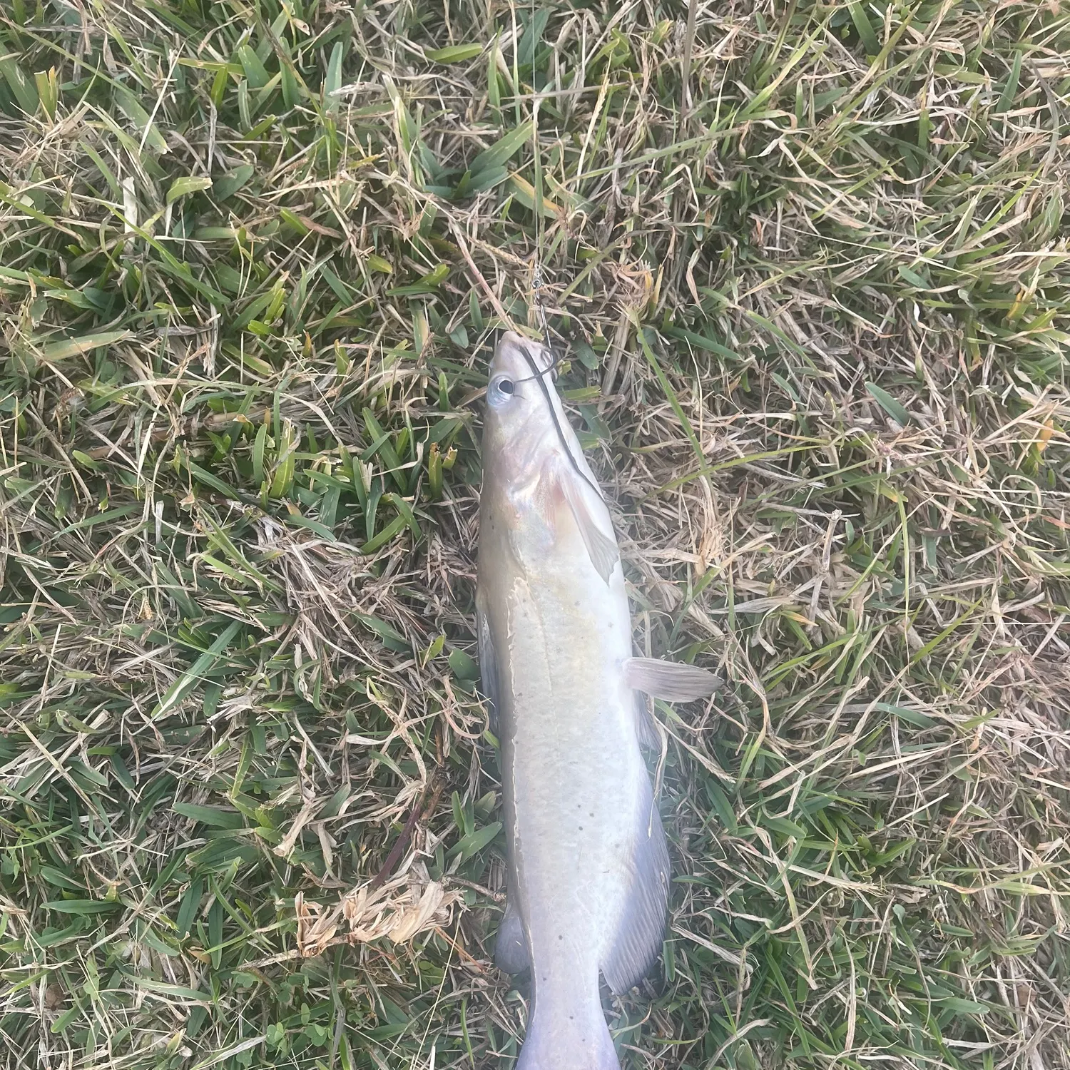 The most recent Channel catfish catches on Fishbrain