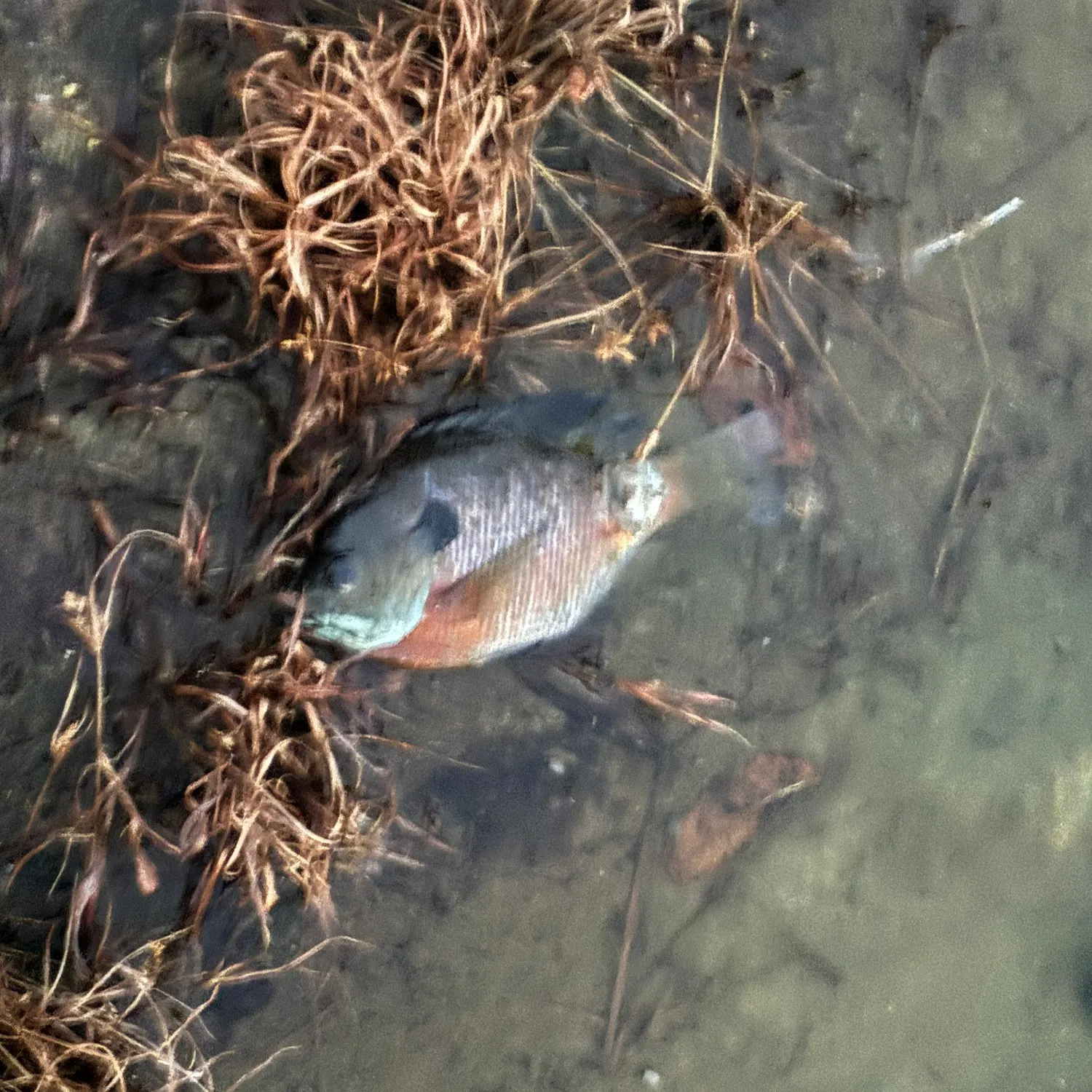 Bluegill caught on Fishbrain