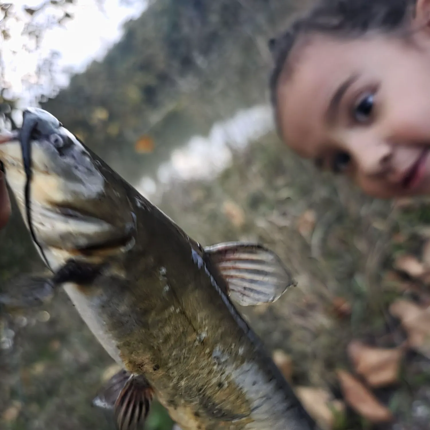 Black bullhead caught on Fishbrain