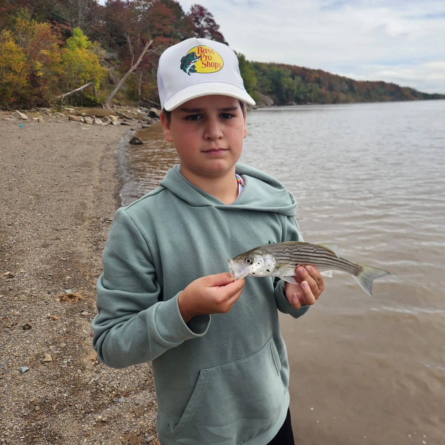 Striped bass caught on Fishbrain