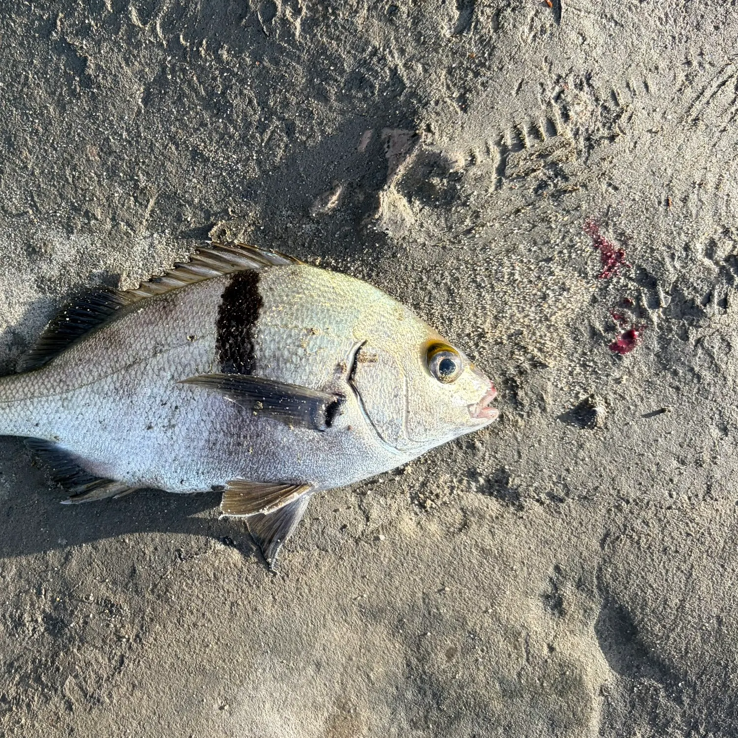 The most recent Sargo catches on Fishbrain