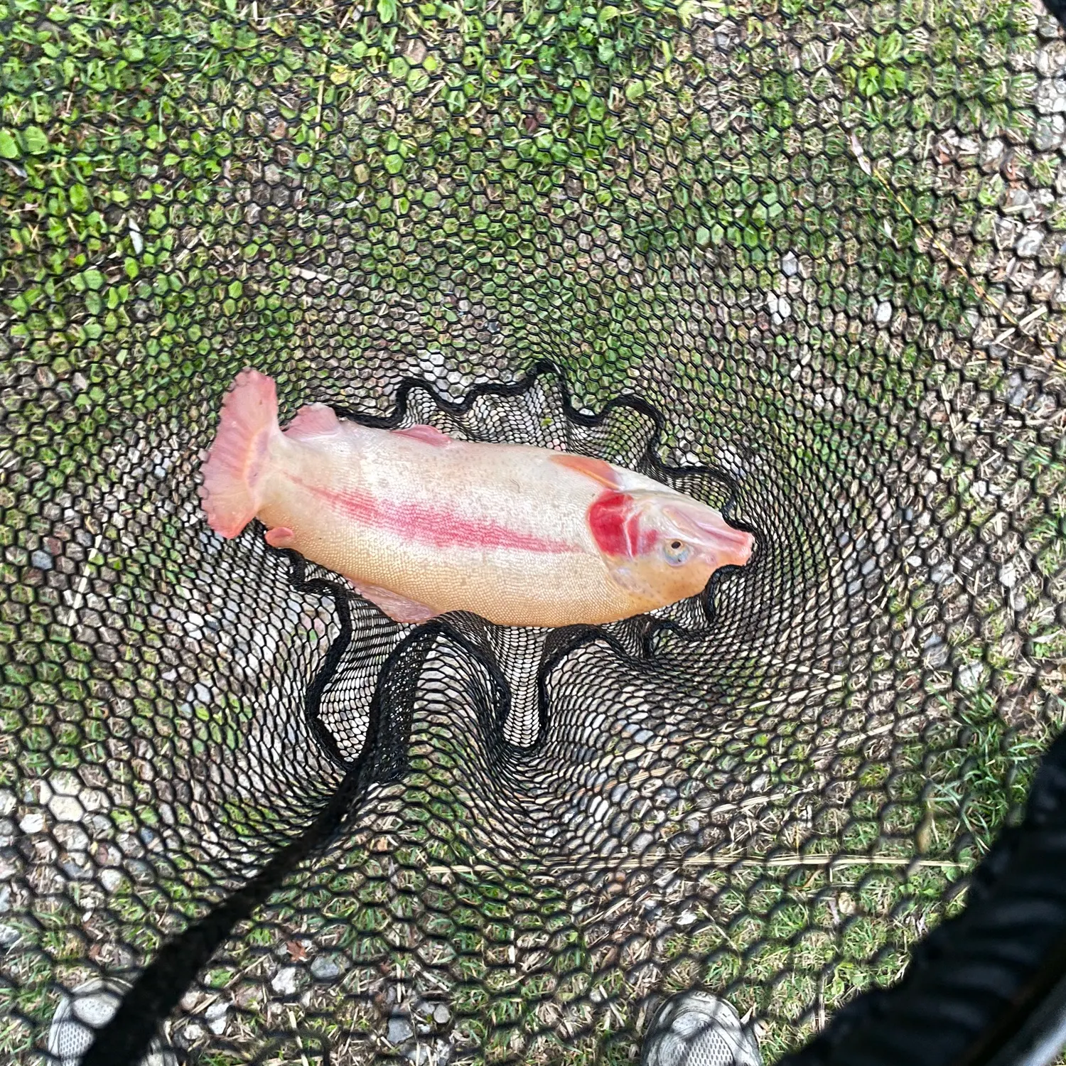 The most recent Golden trout catches on Fishbrain