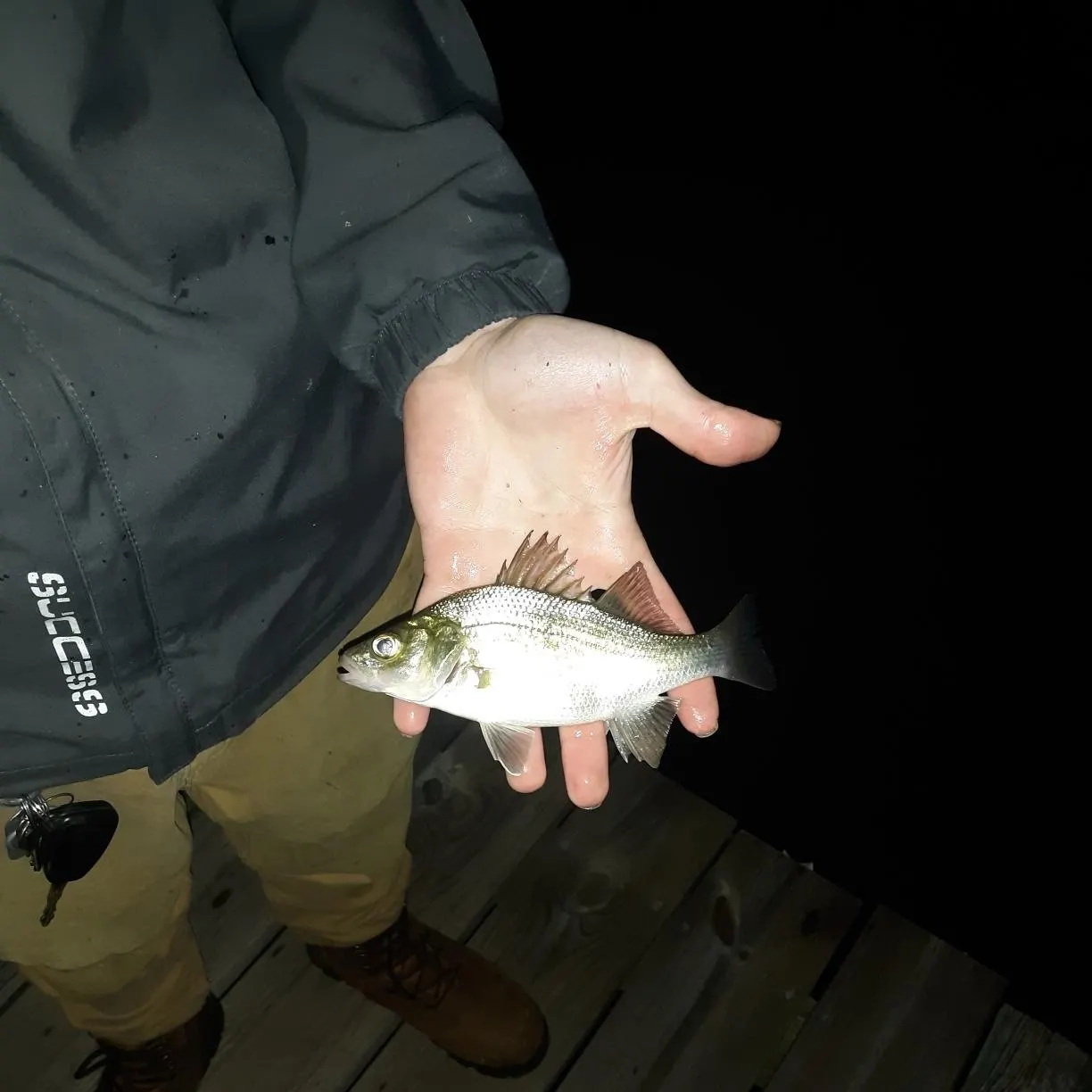 White perch caught on Fishbrain