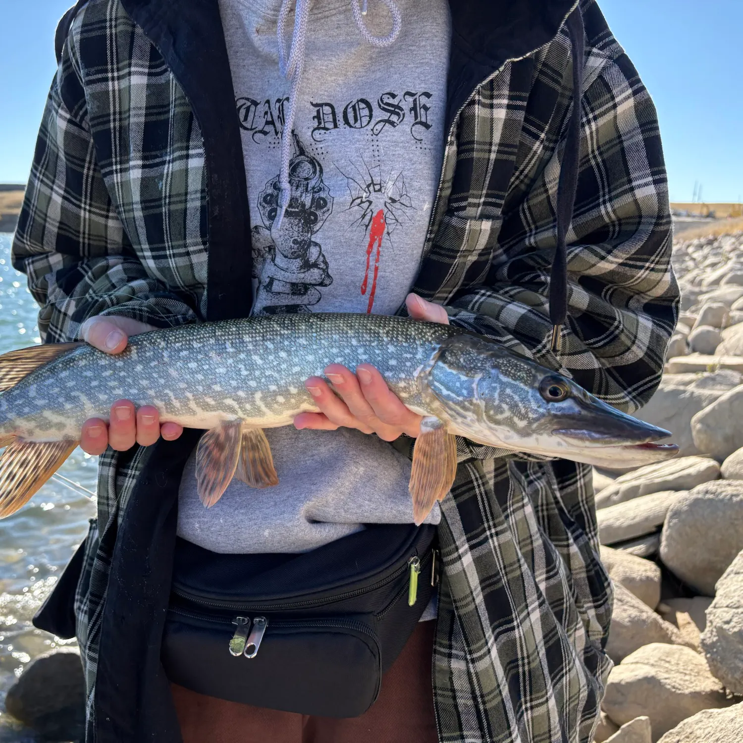 Northern pike caught on Fishbrain