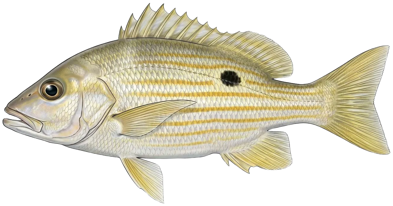 Dory snapper