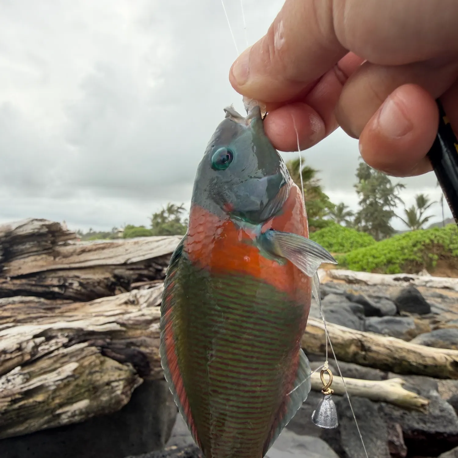 recently logged catches