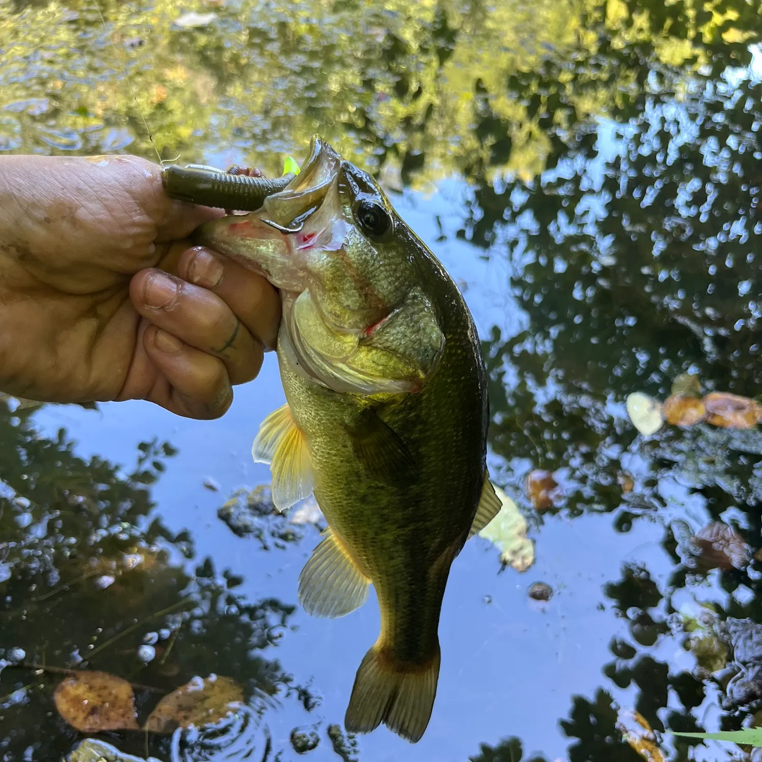 Largemouth bass caught on Fishbrain