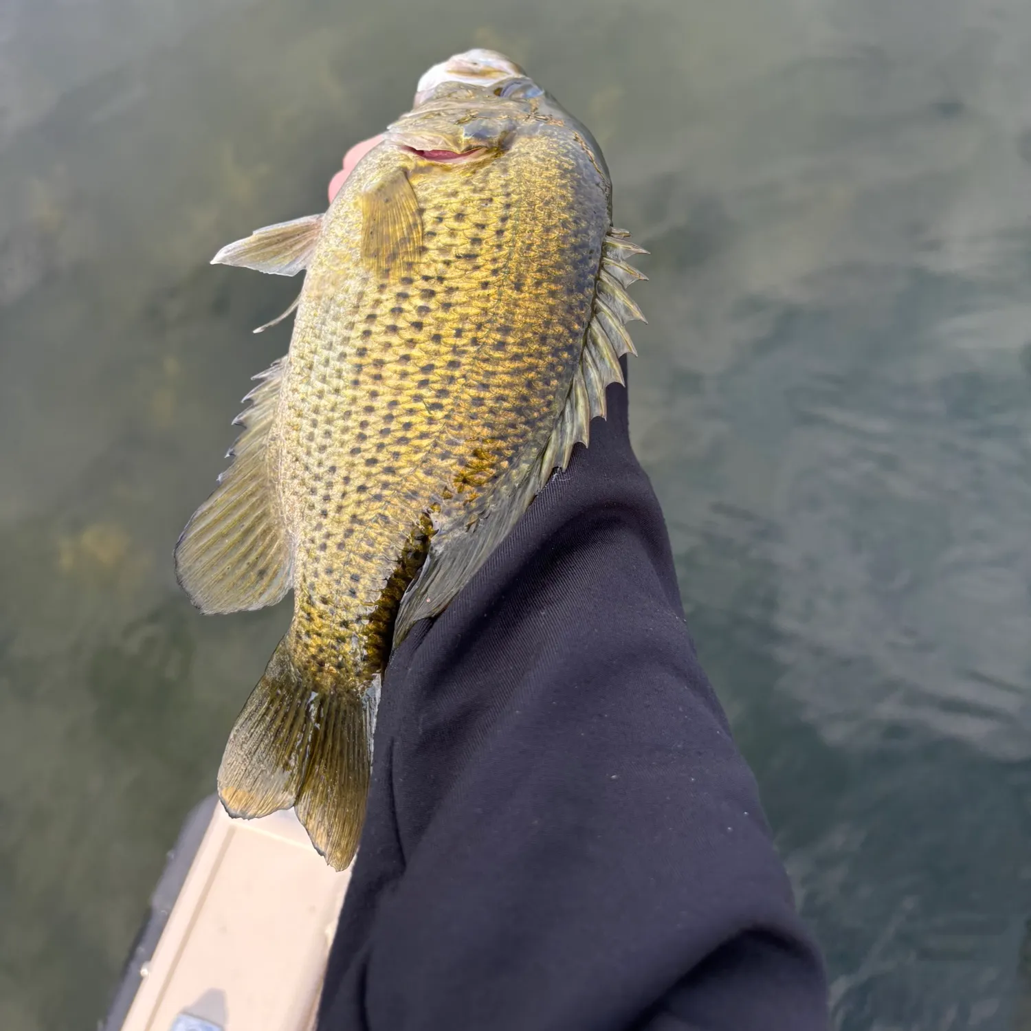 Rock bass caught on Fishbrain