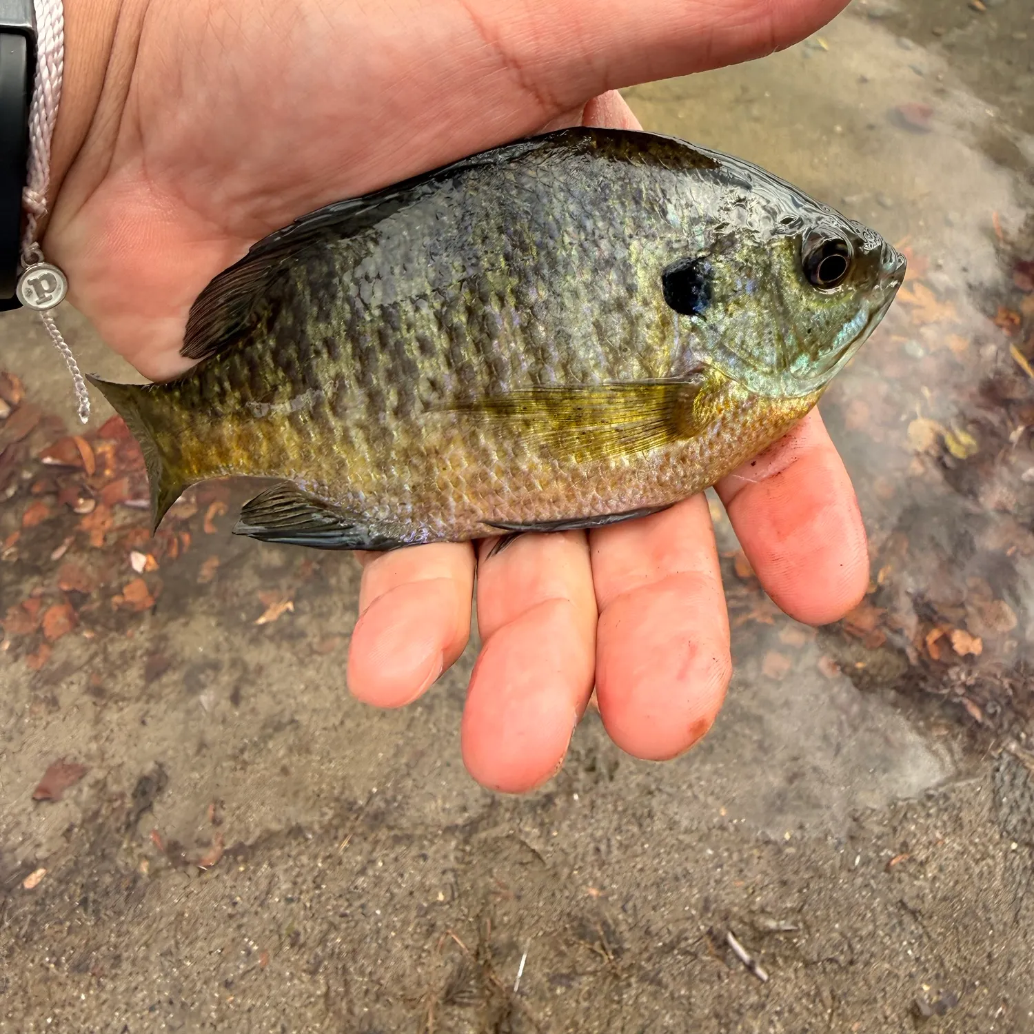 Bluegill caught on Fishbrain