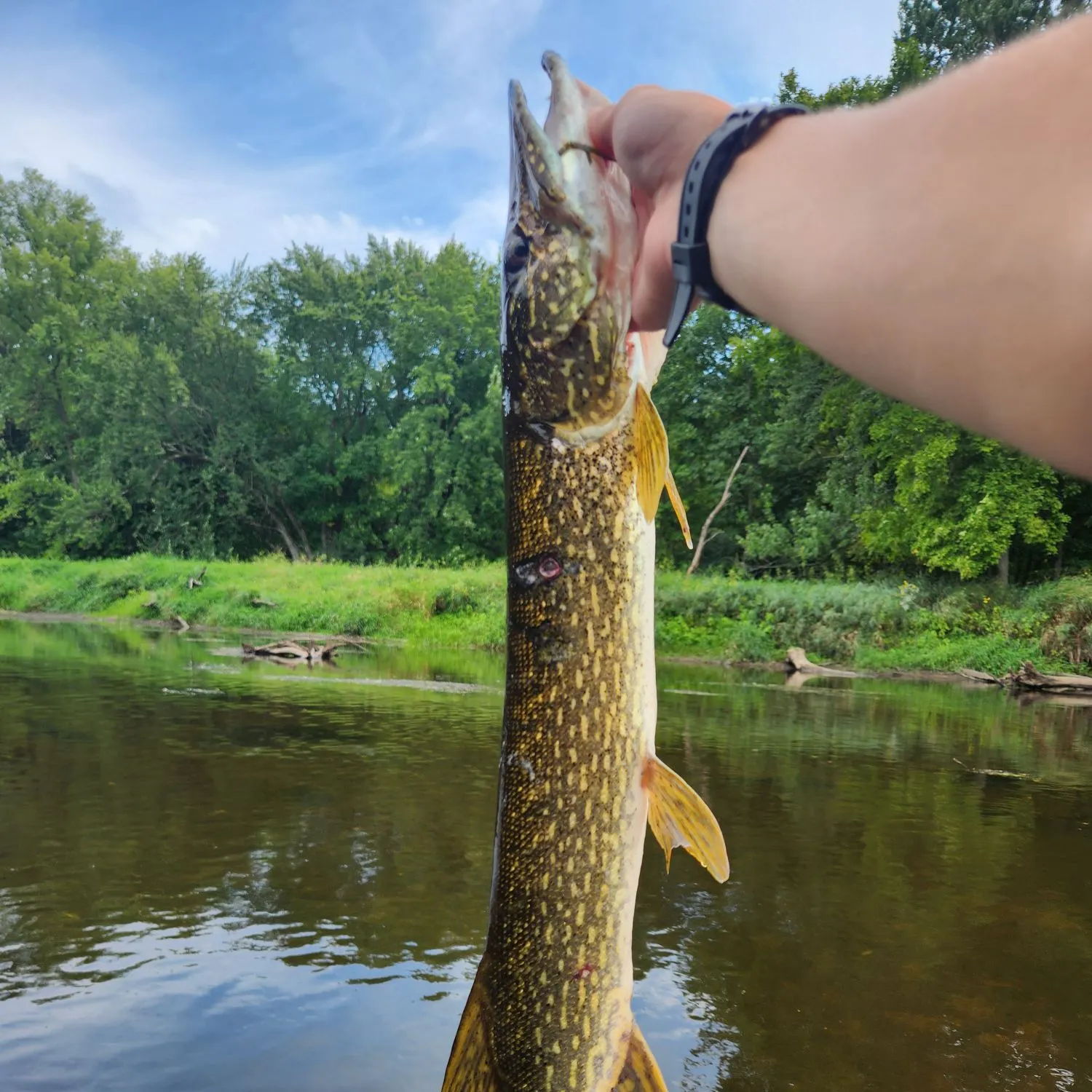 Northern pike caught on Fishbrain