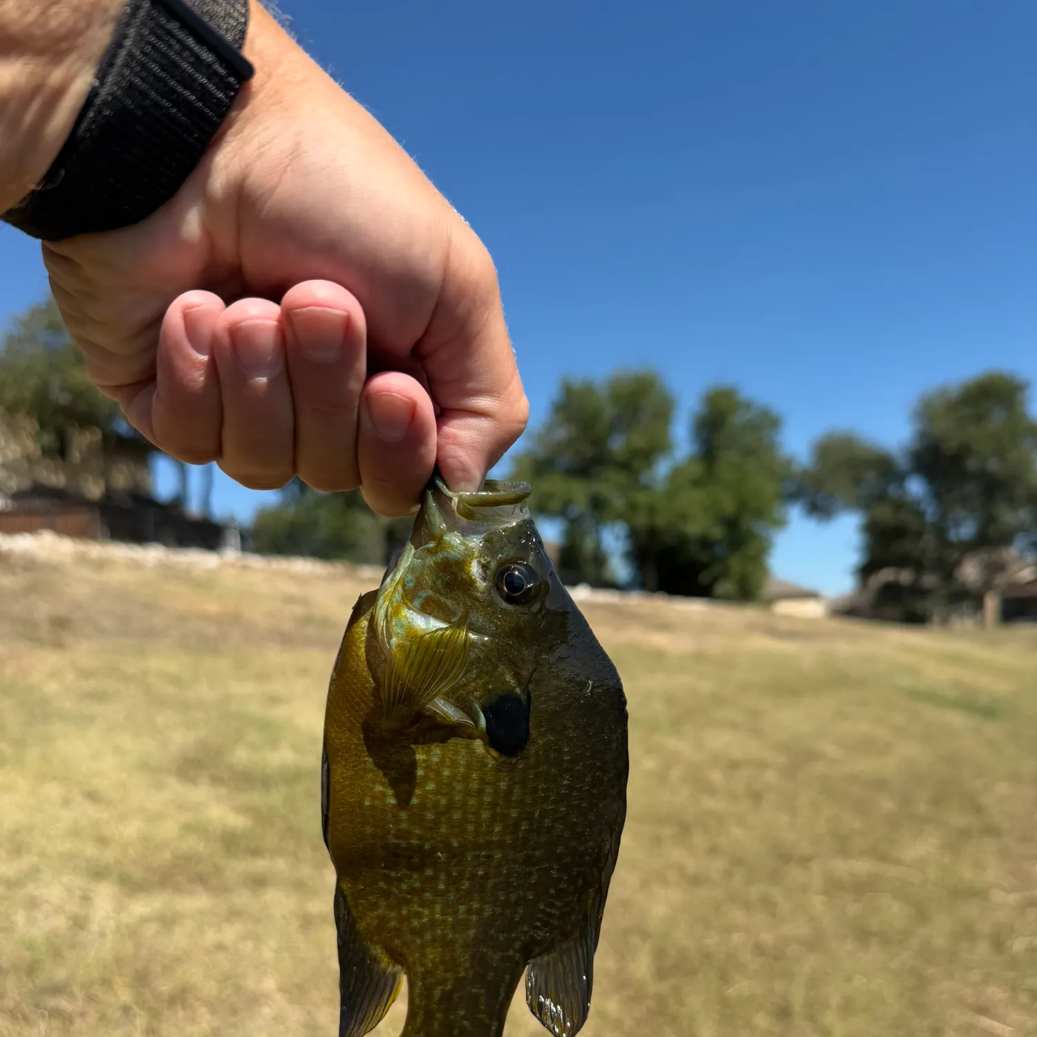 Greengill hybrid caught on Fishbrain