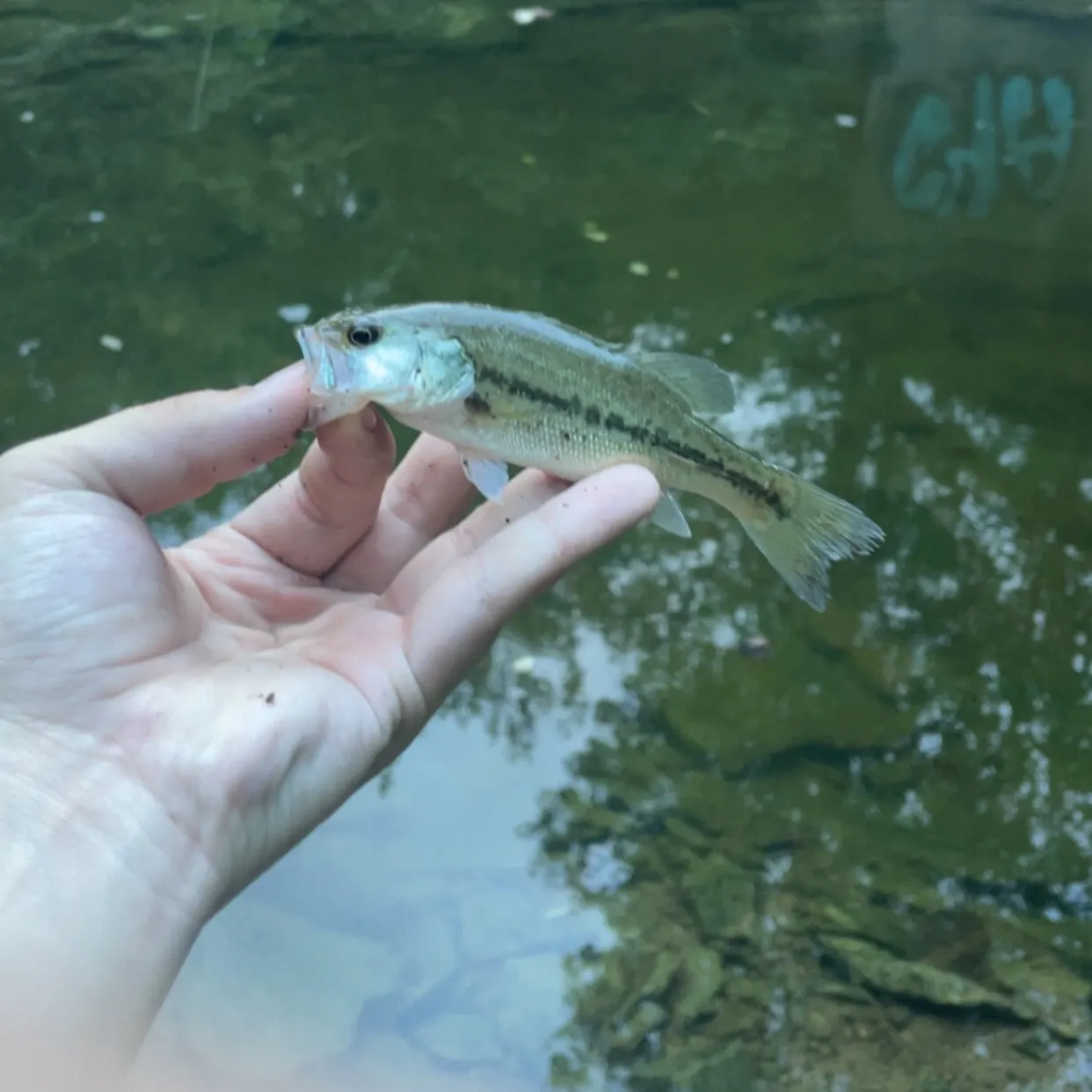 Largemouth bass caught on Fishbrain