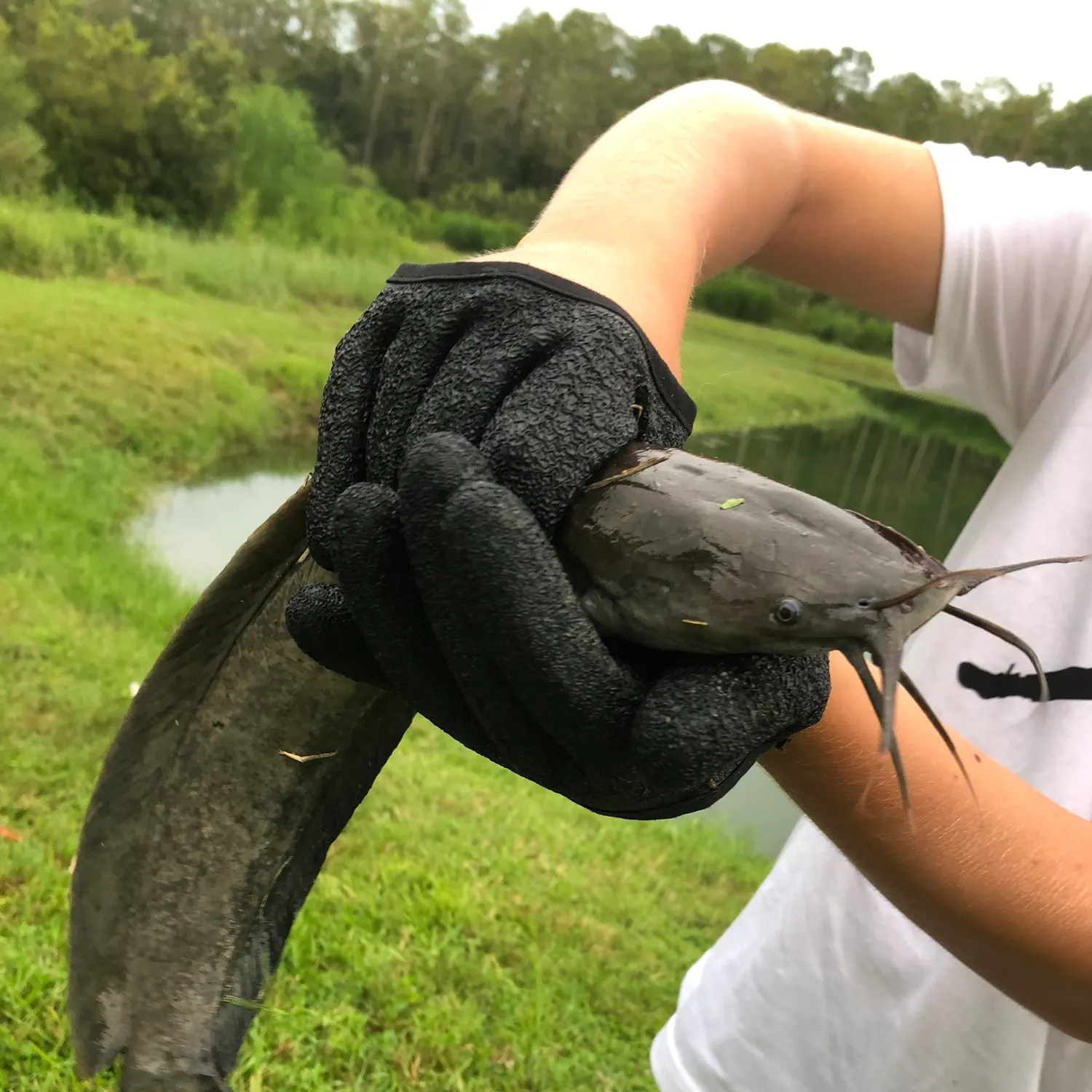 The most recent Walking catfish catches on Fishbrain