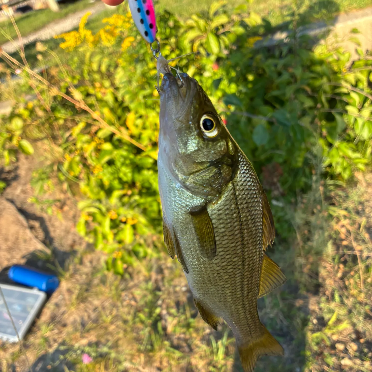 Striped bass caught on Fishbrain