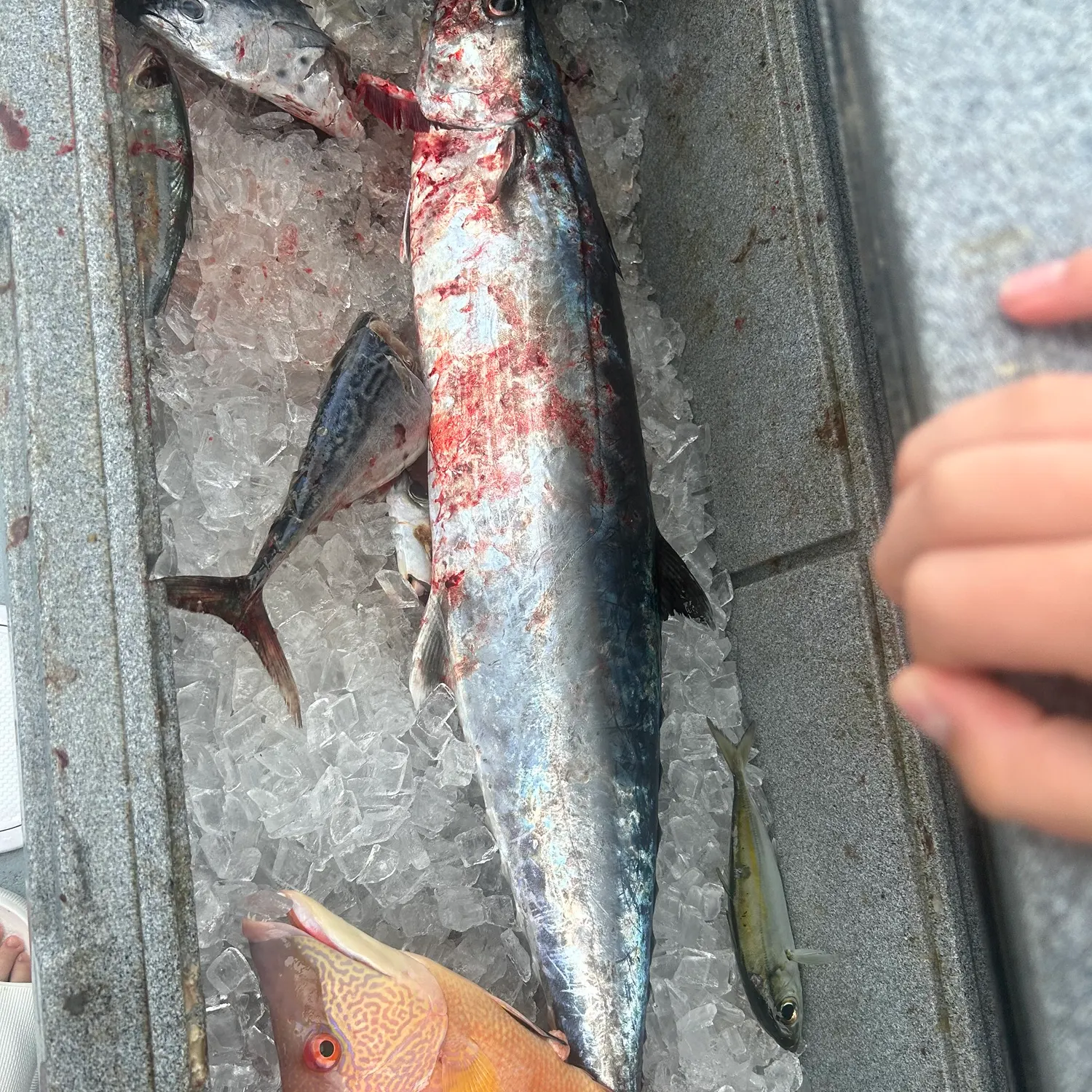 The most recent Hogfish catches on Fishbrain