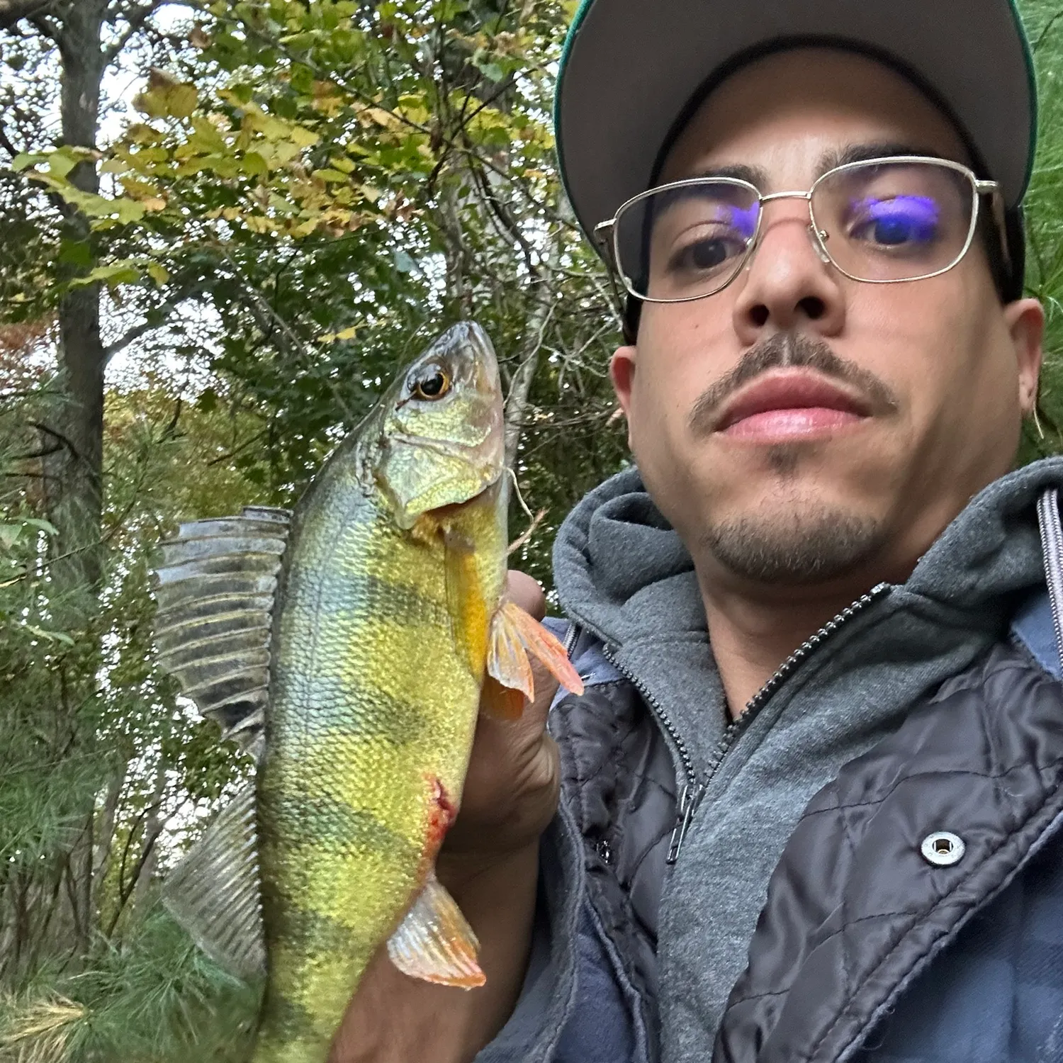 Yellow perch caught on Fishbrain