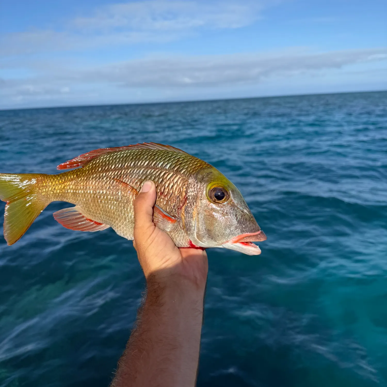 The most recent Yellowtail emperor catches on Fishbrain
