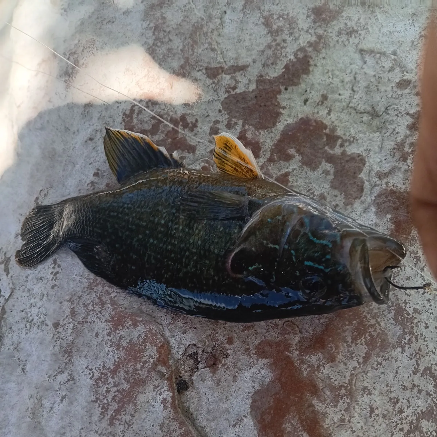 Greengill hybrid caught on Fishbrain