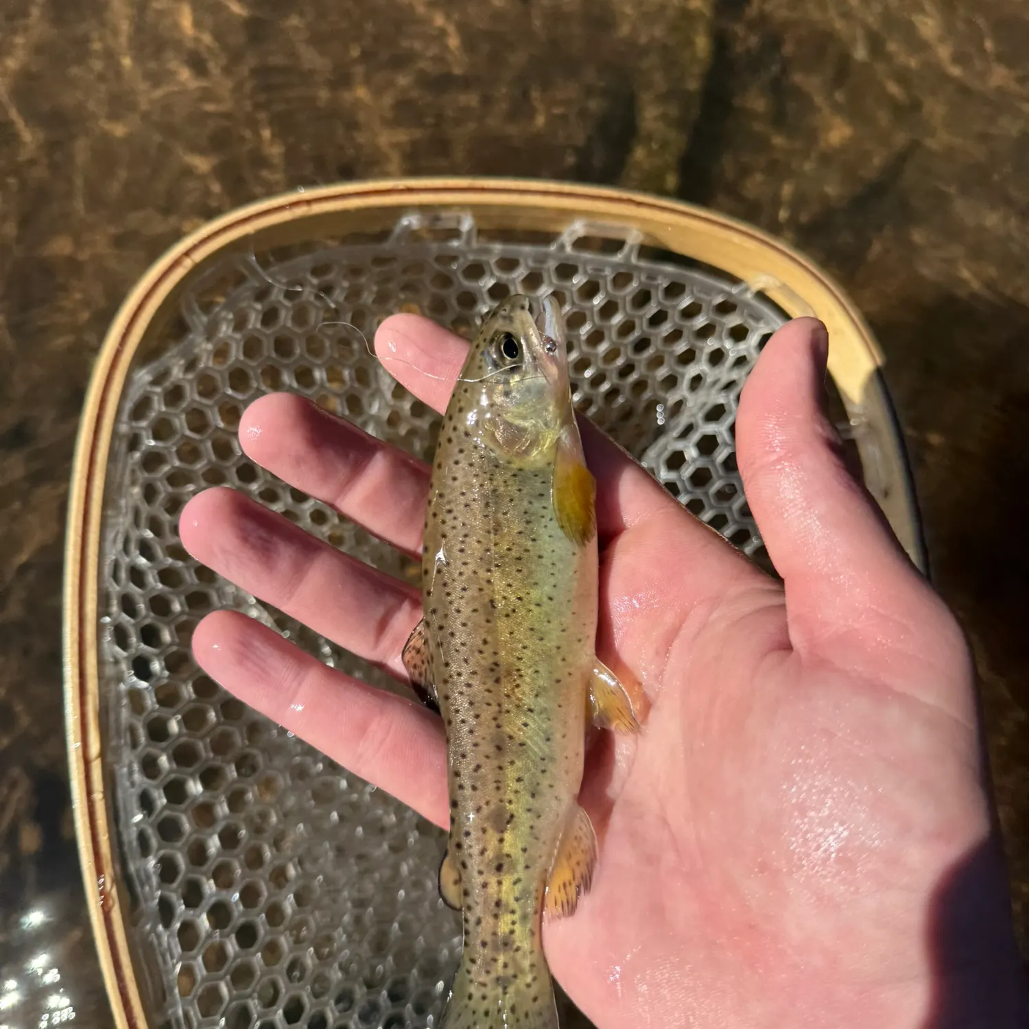 The most recent Apache trout catches on Fishbrain