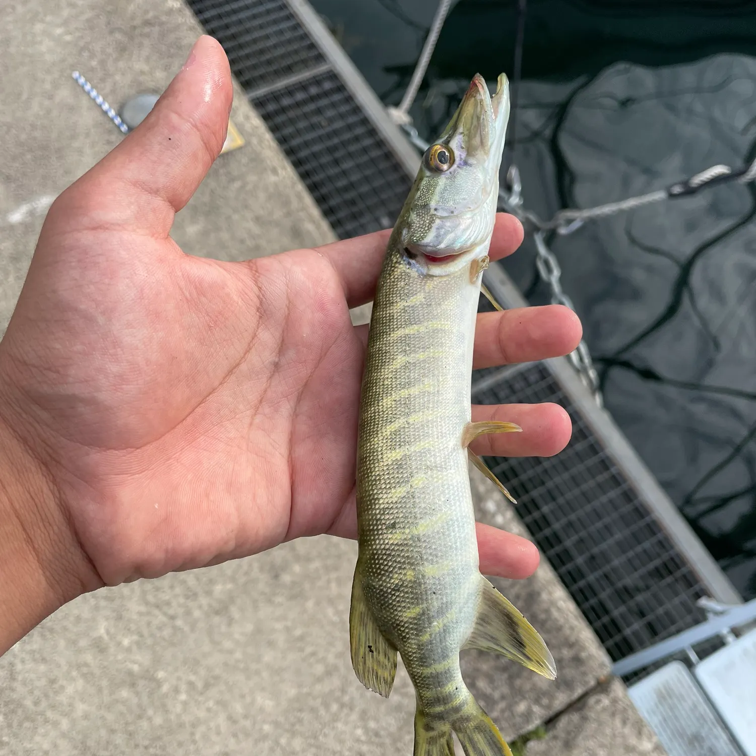 catch