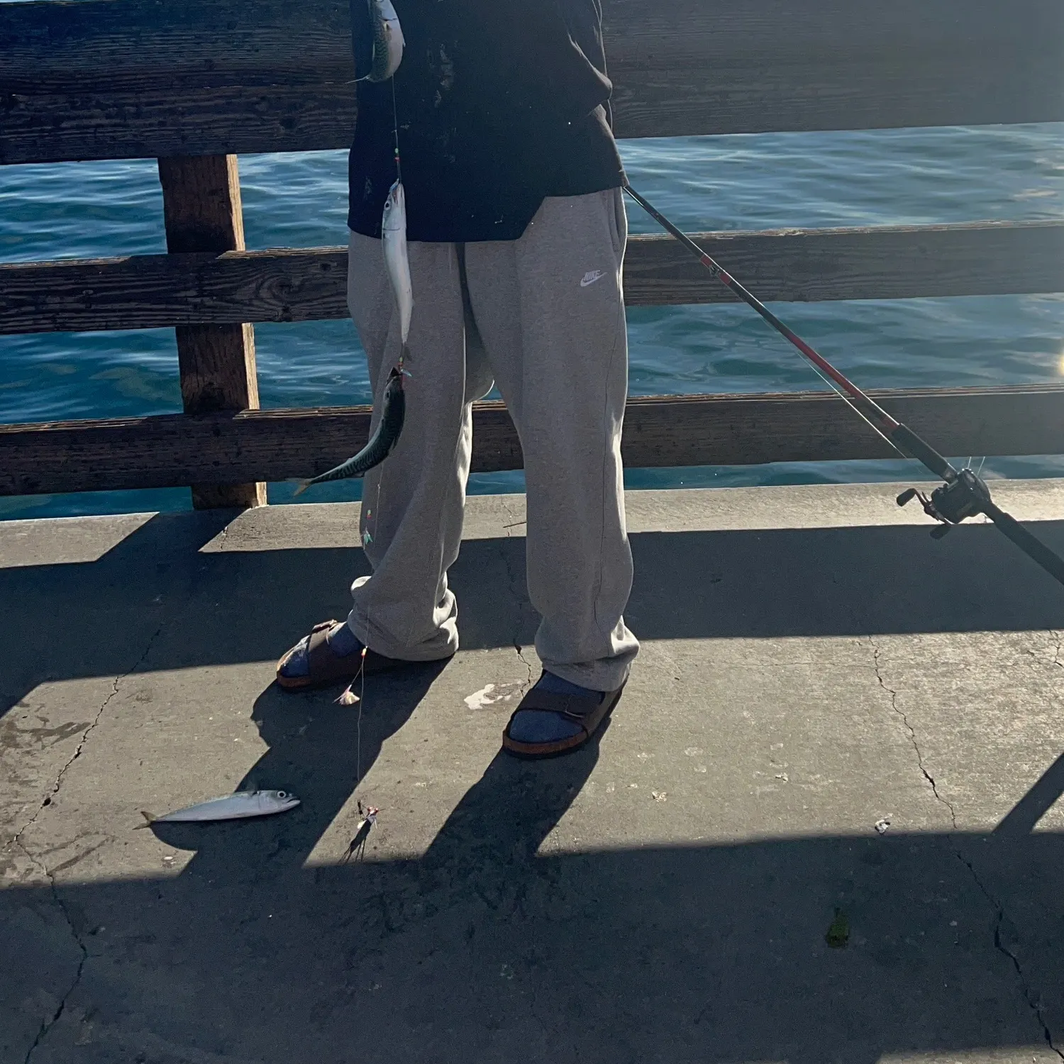 The most recent Pacific chub mackerel catches on Fishbrain