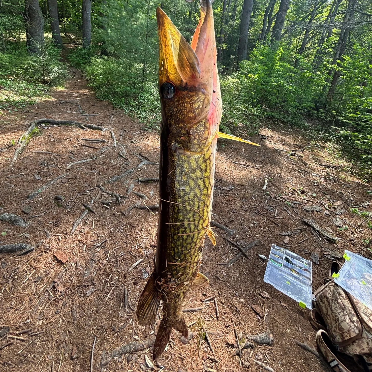 Chain pickerel caught on Fishbrain