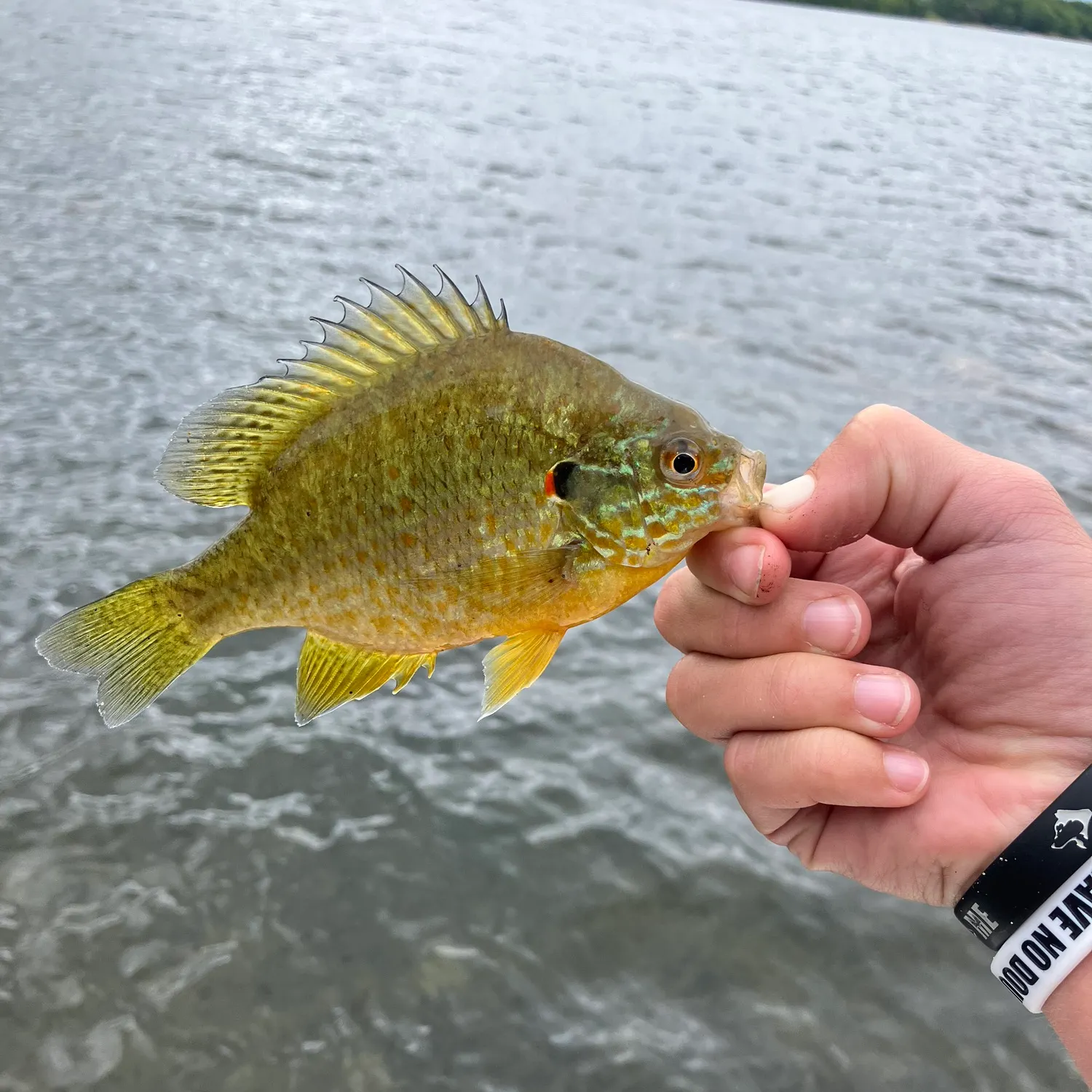 Pumpkinseed caught on Fishbrain