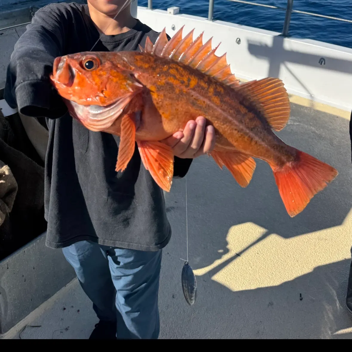 The most recent Vermilion rockfish catches on Fishbrain