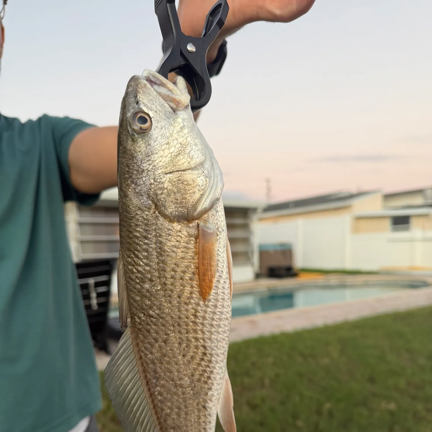 Red drum caught on Fishbrain