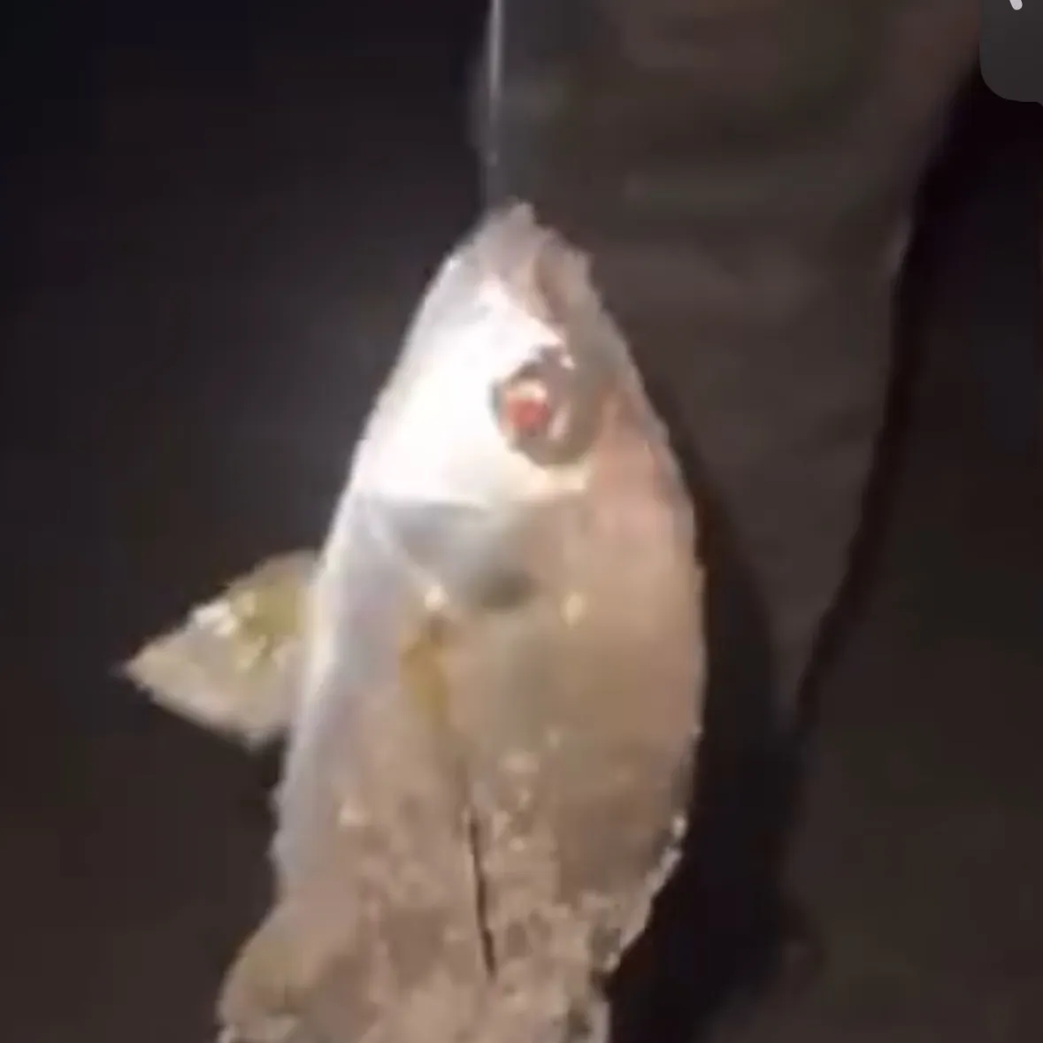 Saddled seabream caught on Fishbrain